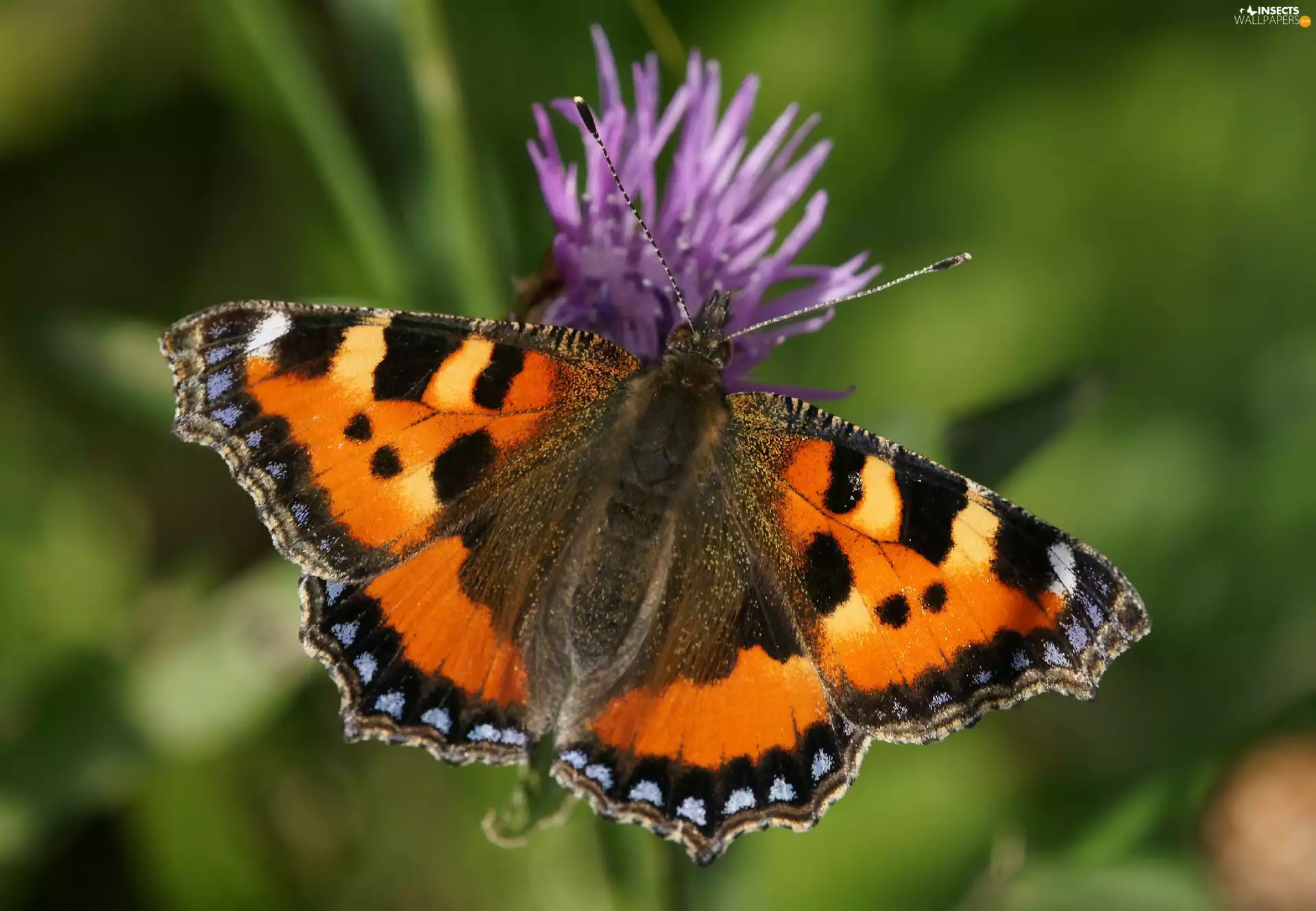 Colourfull Flowers, butterfly, Small Tortoiseshell