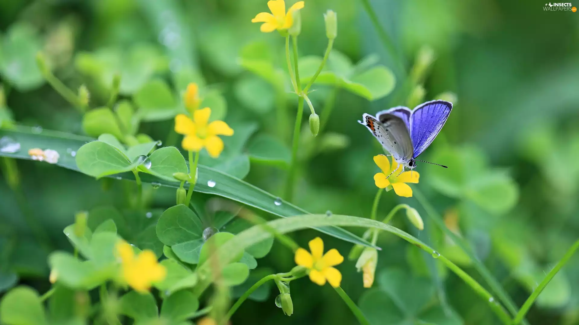 flowers, trefoil, butterfly
