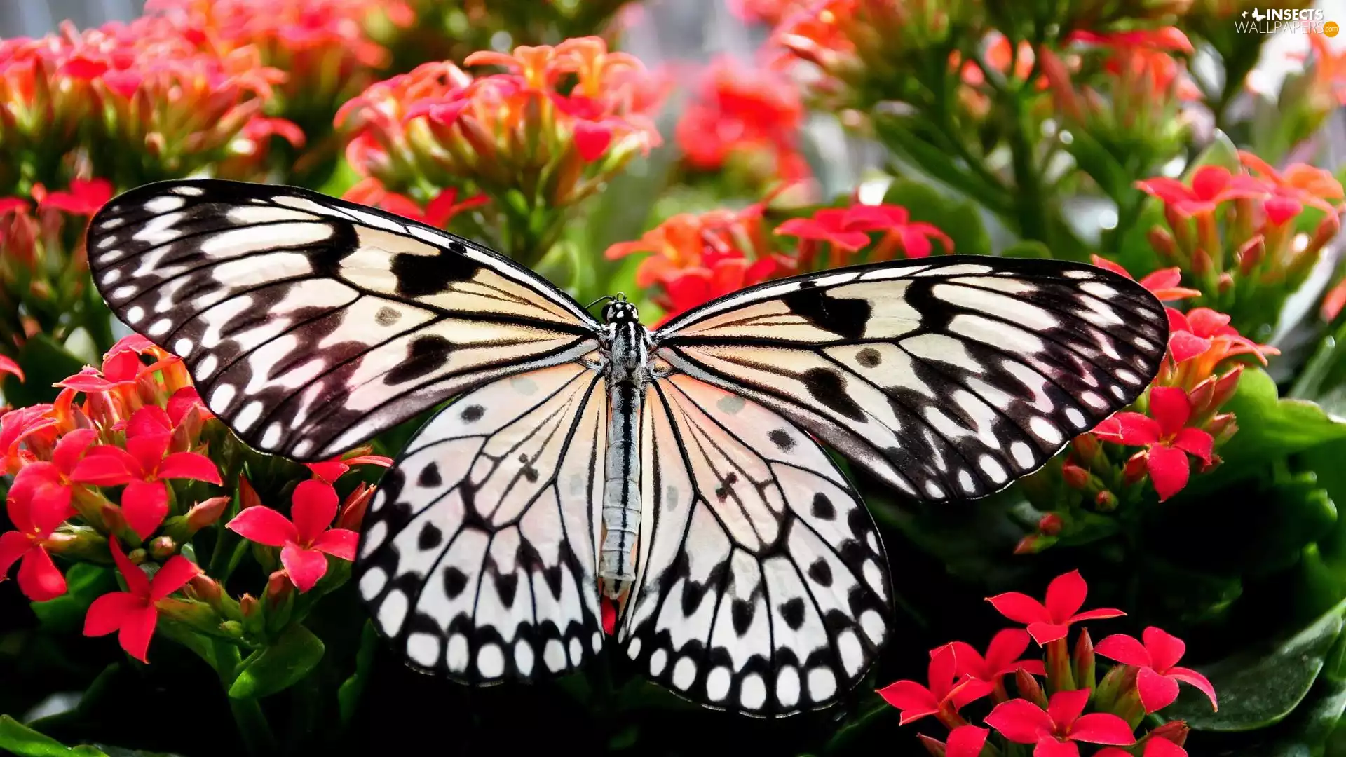 black and white, Flowers, rapprochement, butterfly