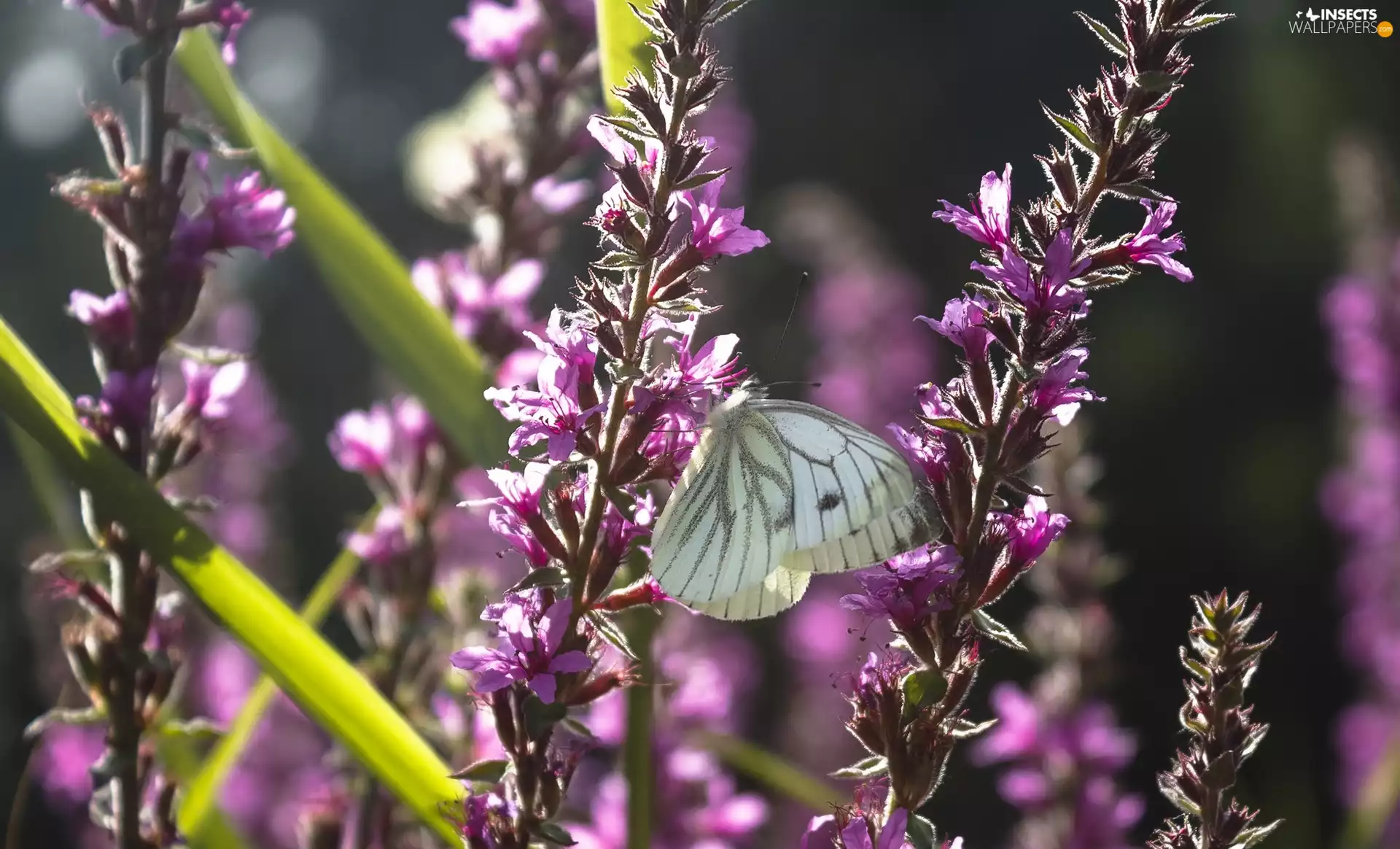 purple, Flowers, butterfly, Cabbage, White