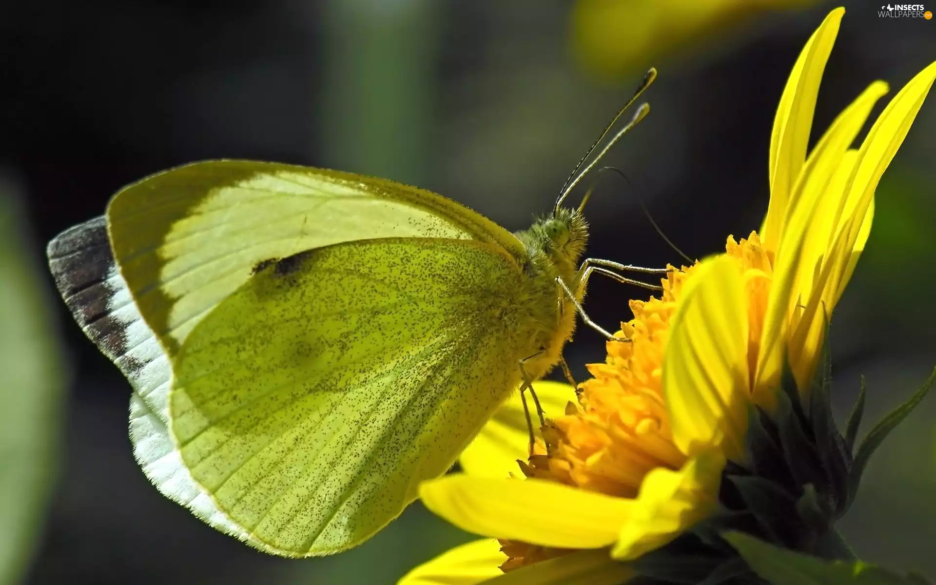 Colourfull Flowers, butterfly, Small White
