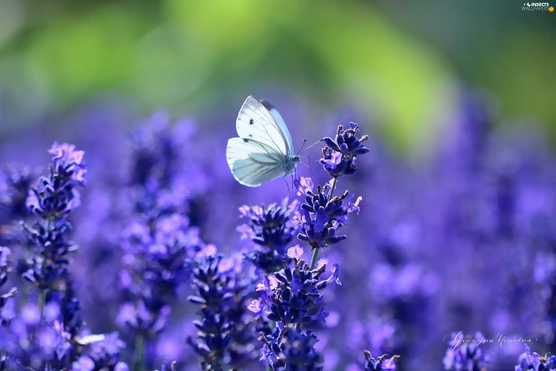 purple, Flowers, Cabbage, lavender, butterfly