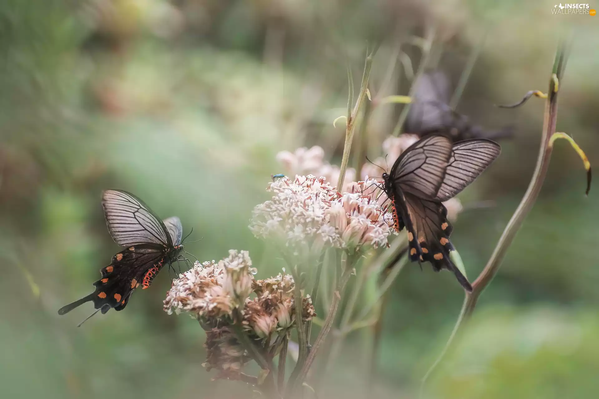 fuzzy, background, butterflies, Flowers, Two cars