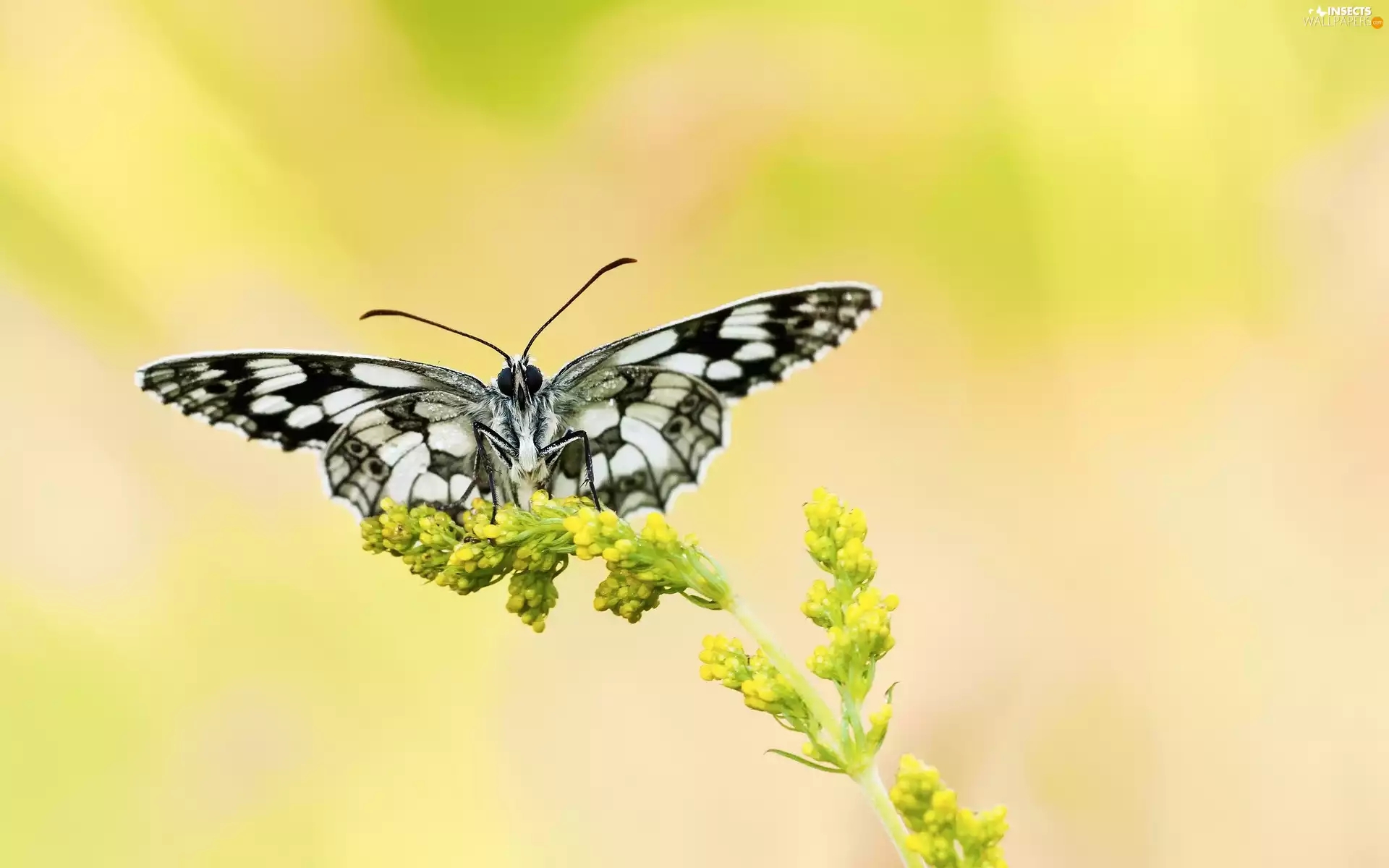 butterfly, Yellow, Colourfull Flowers, marbled chessboard