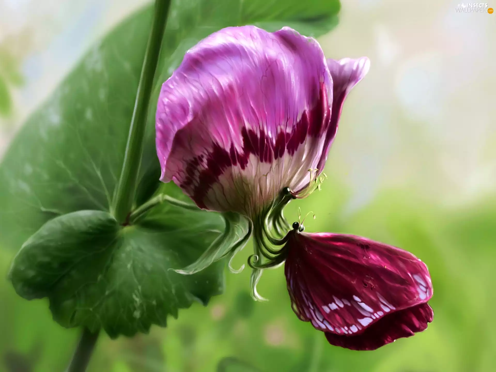 Close, Art, Colourfull Flowers, butterfly, claret