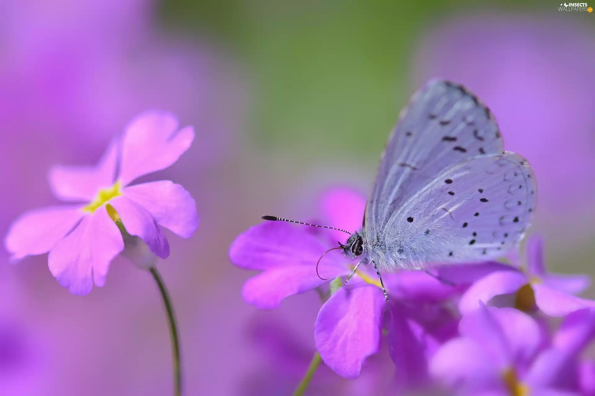 butterfly, Flowers, Close, Holly Blue