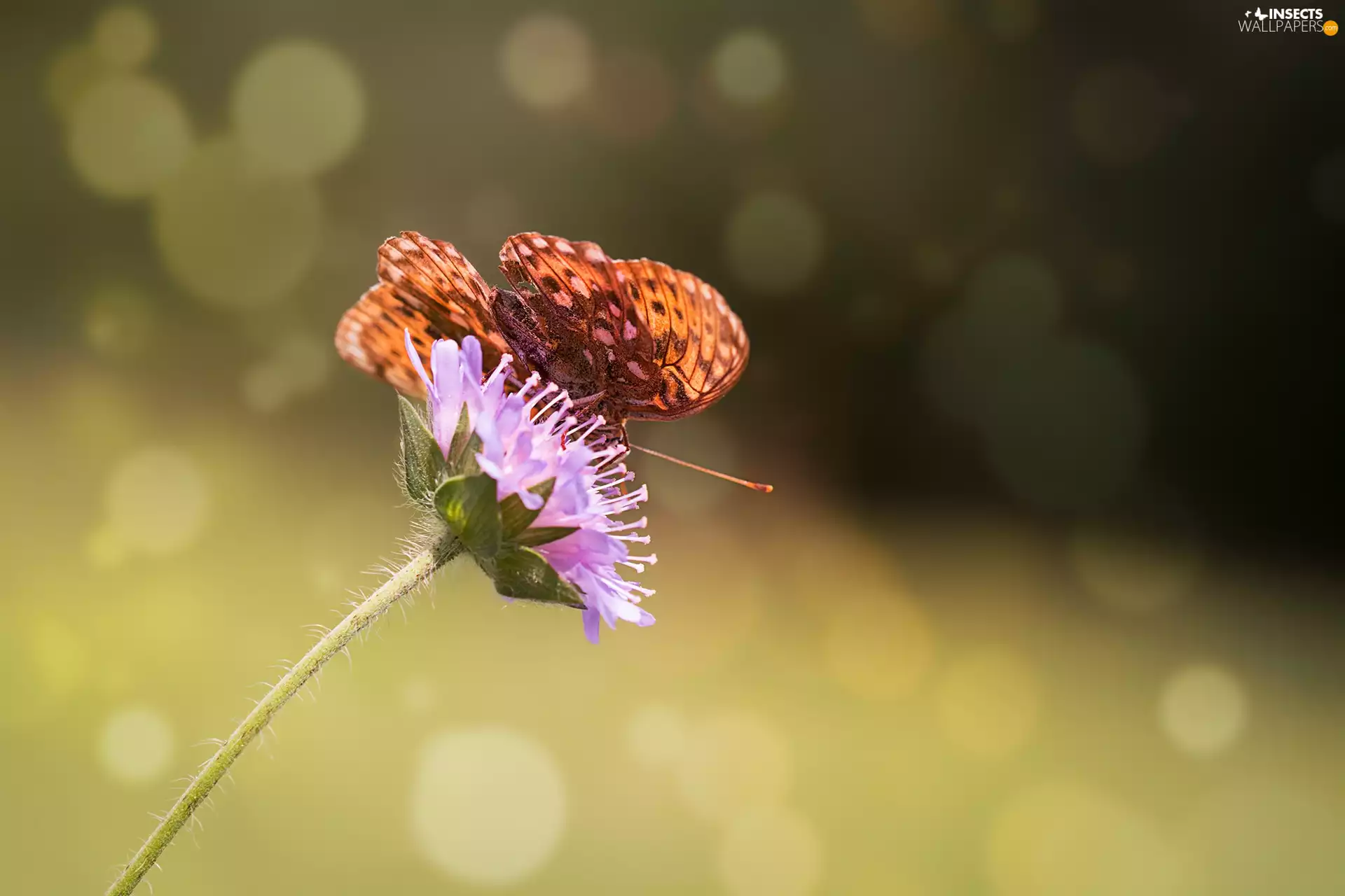 Close, butterflies, Colourfull Flowers