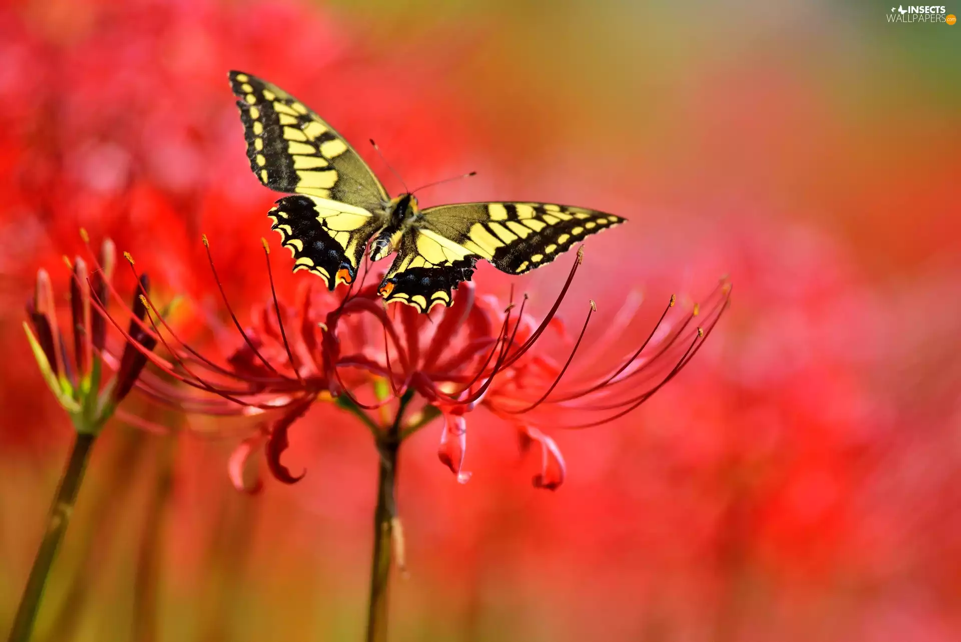 Close, butterfly, Colourfull Flowers