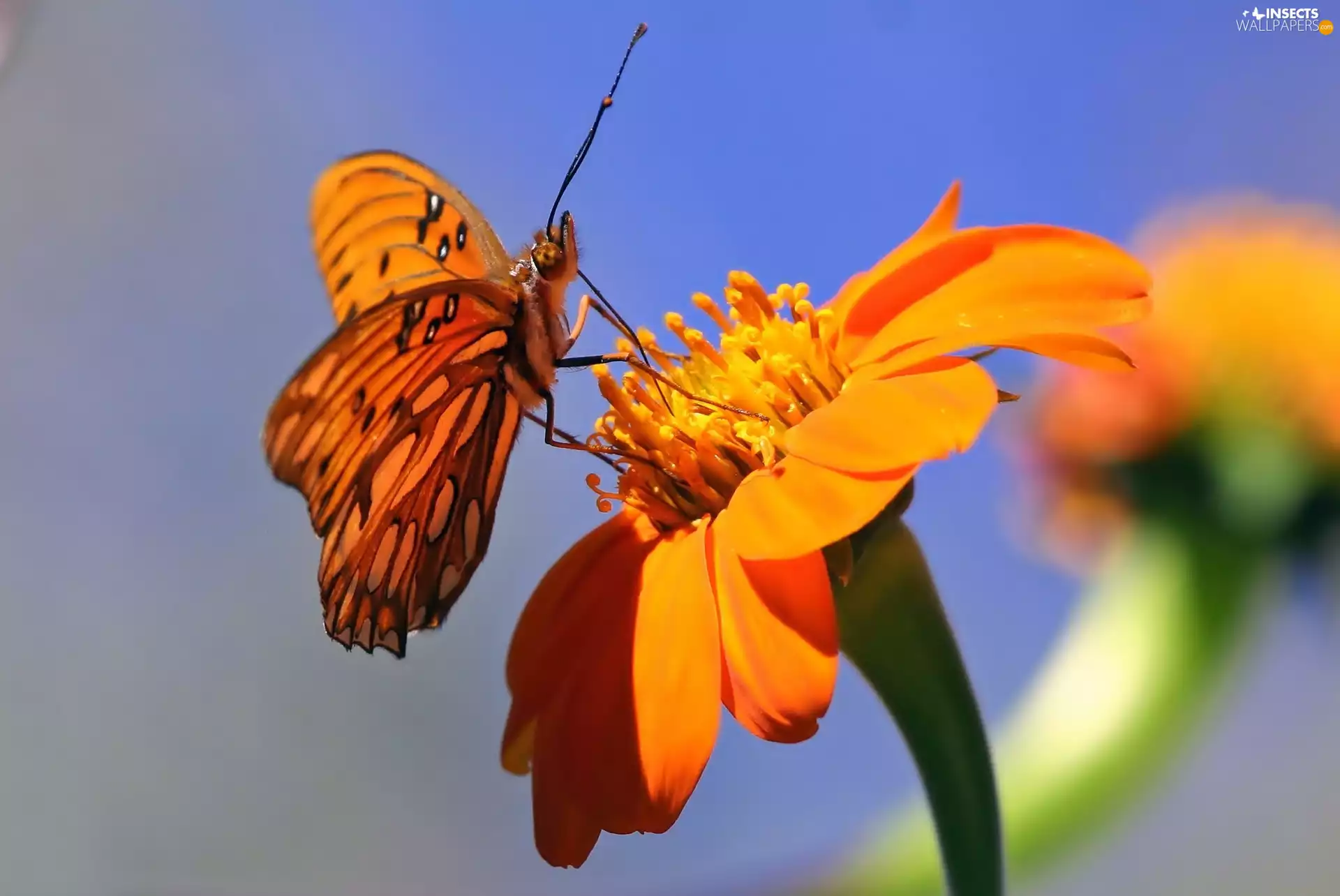 Close, butterfly, Colourfull Flowers