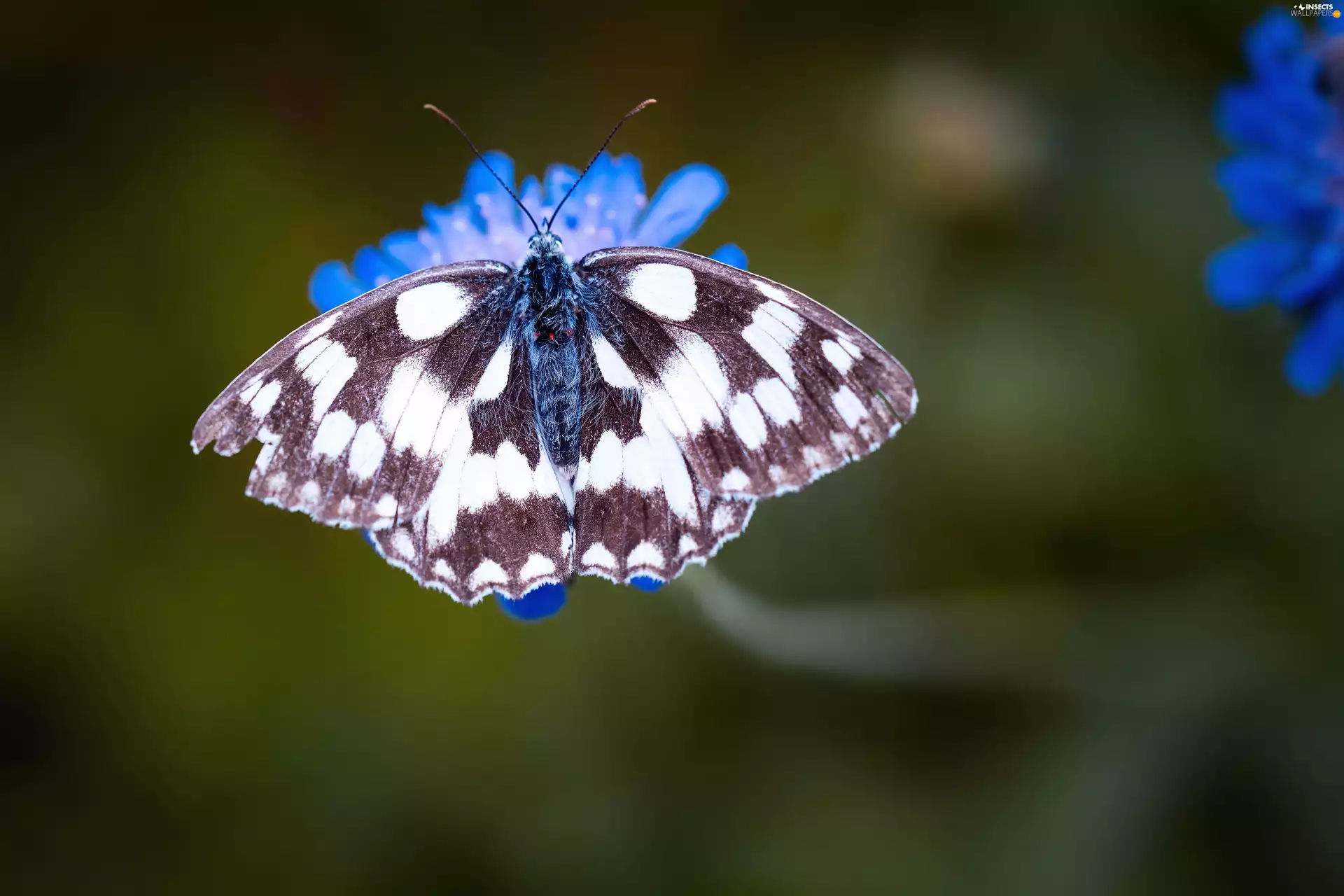 Close, butterfly, Colourfull Flowers