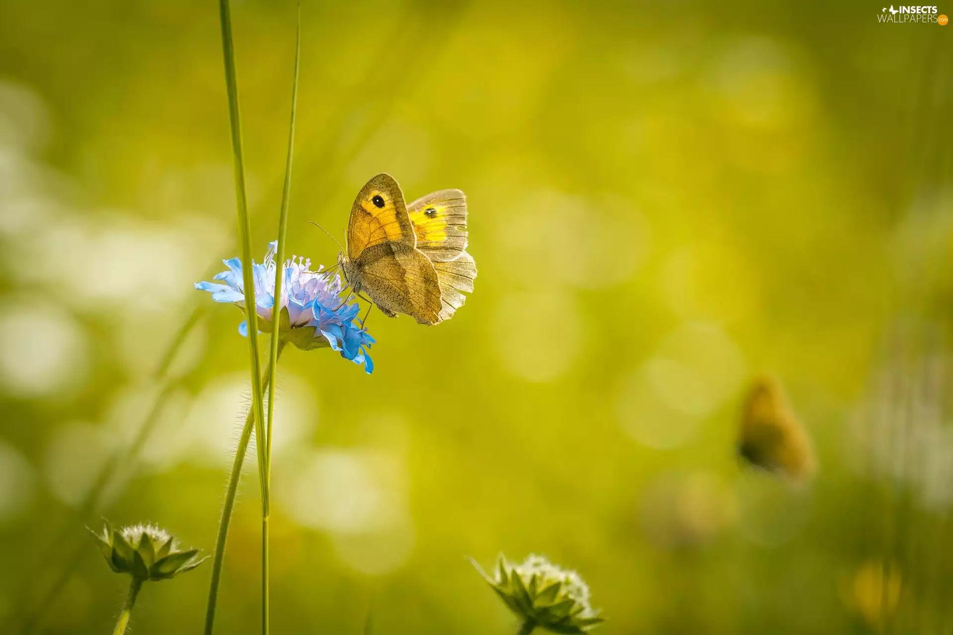 Close, butterfly, Colourfull Flowers