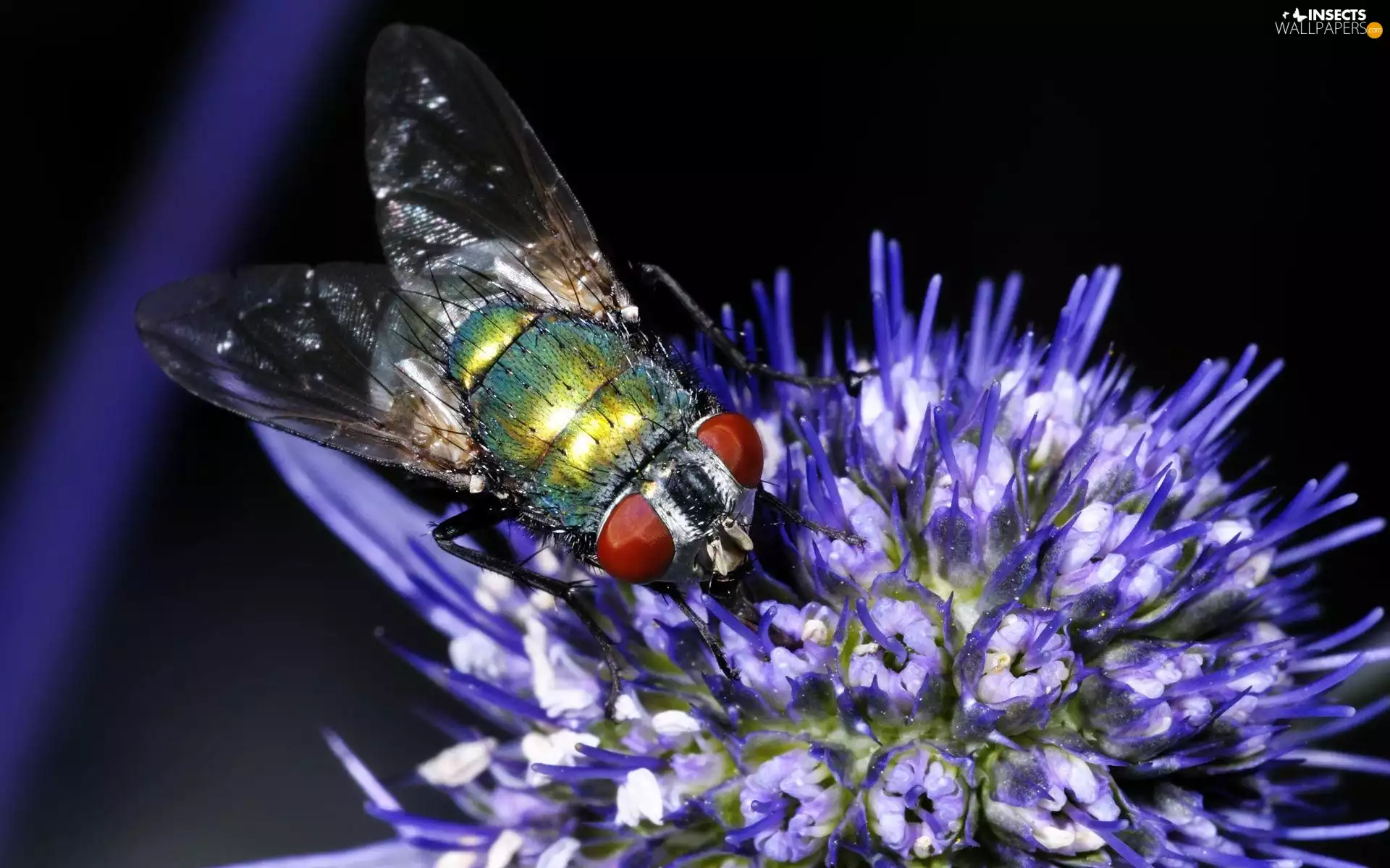 Close, Insect, Colourfull Flowers