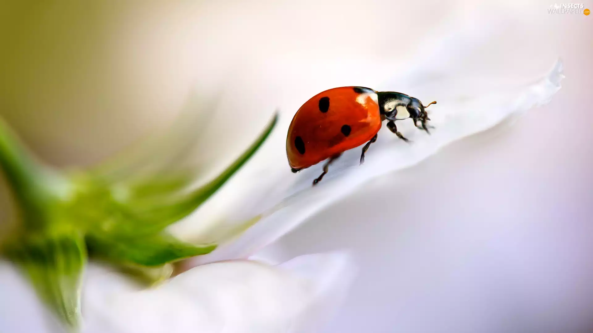 Close, ladybird, Colourfull Flowers