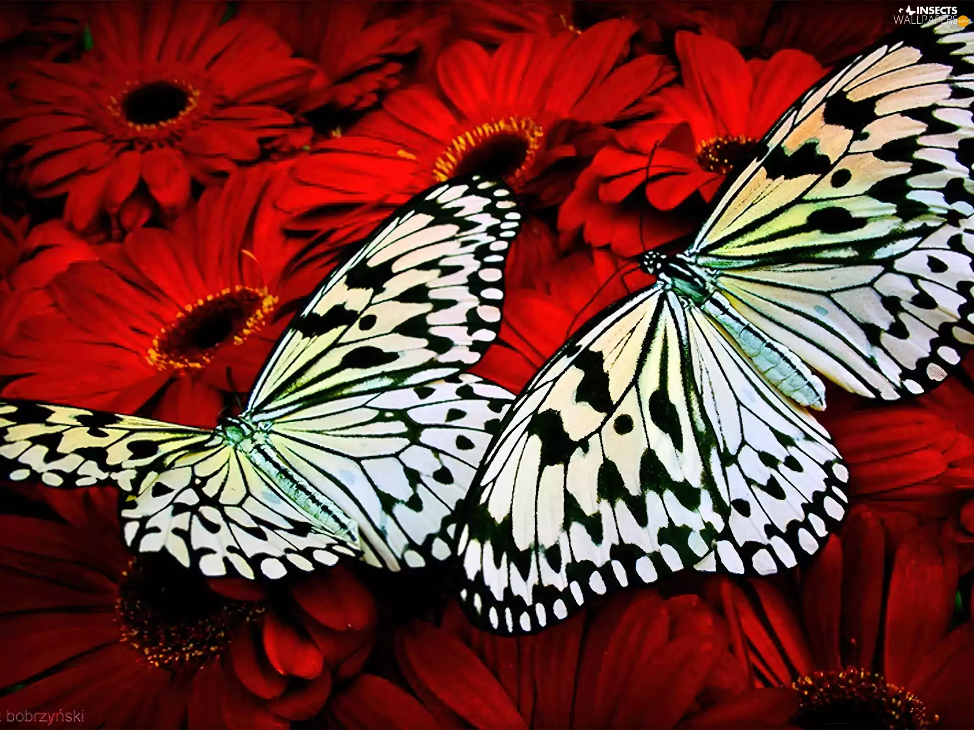 Flowers, butterflies, color