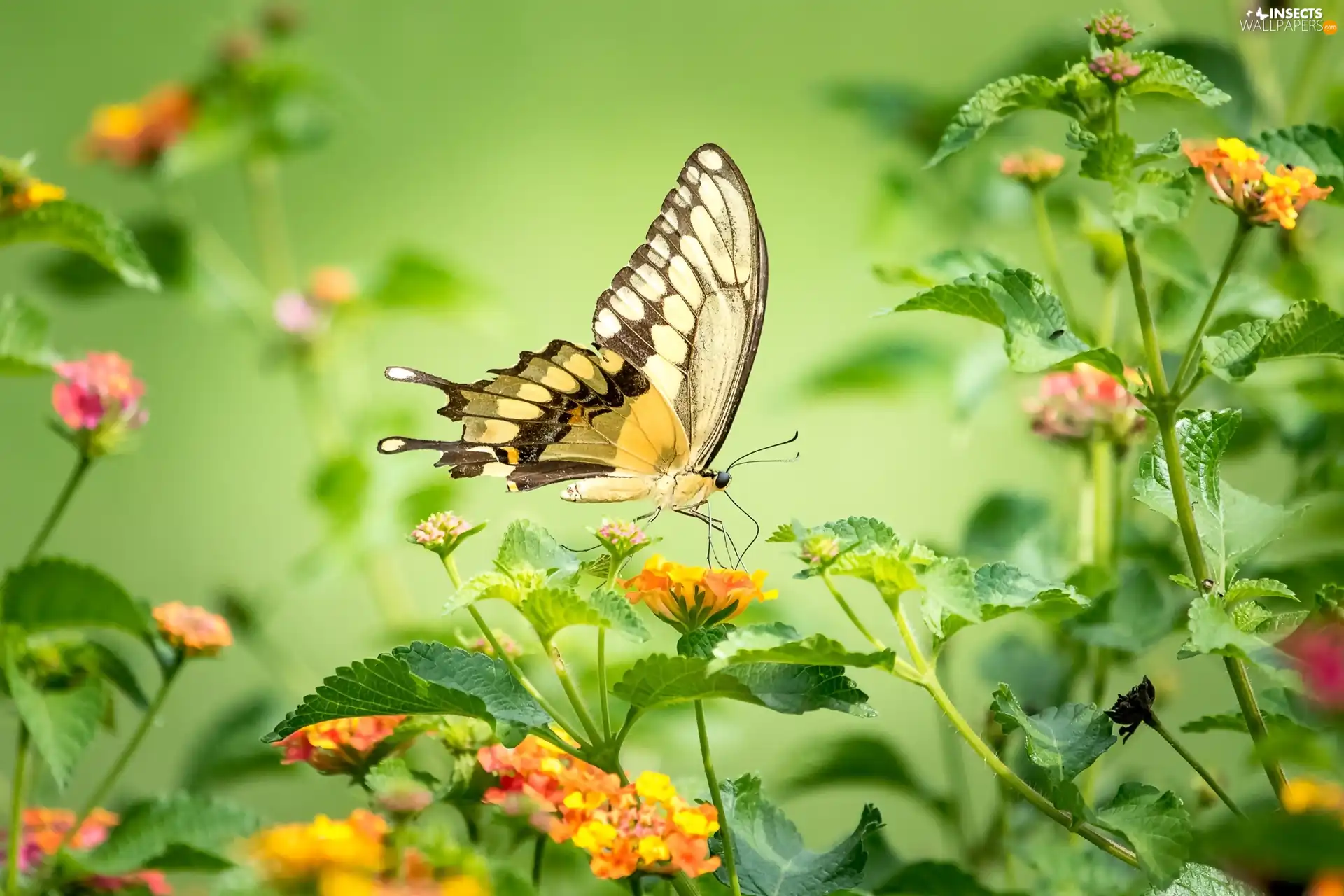 butterfly, color, Flowers, Oct Queen