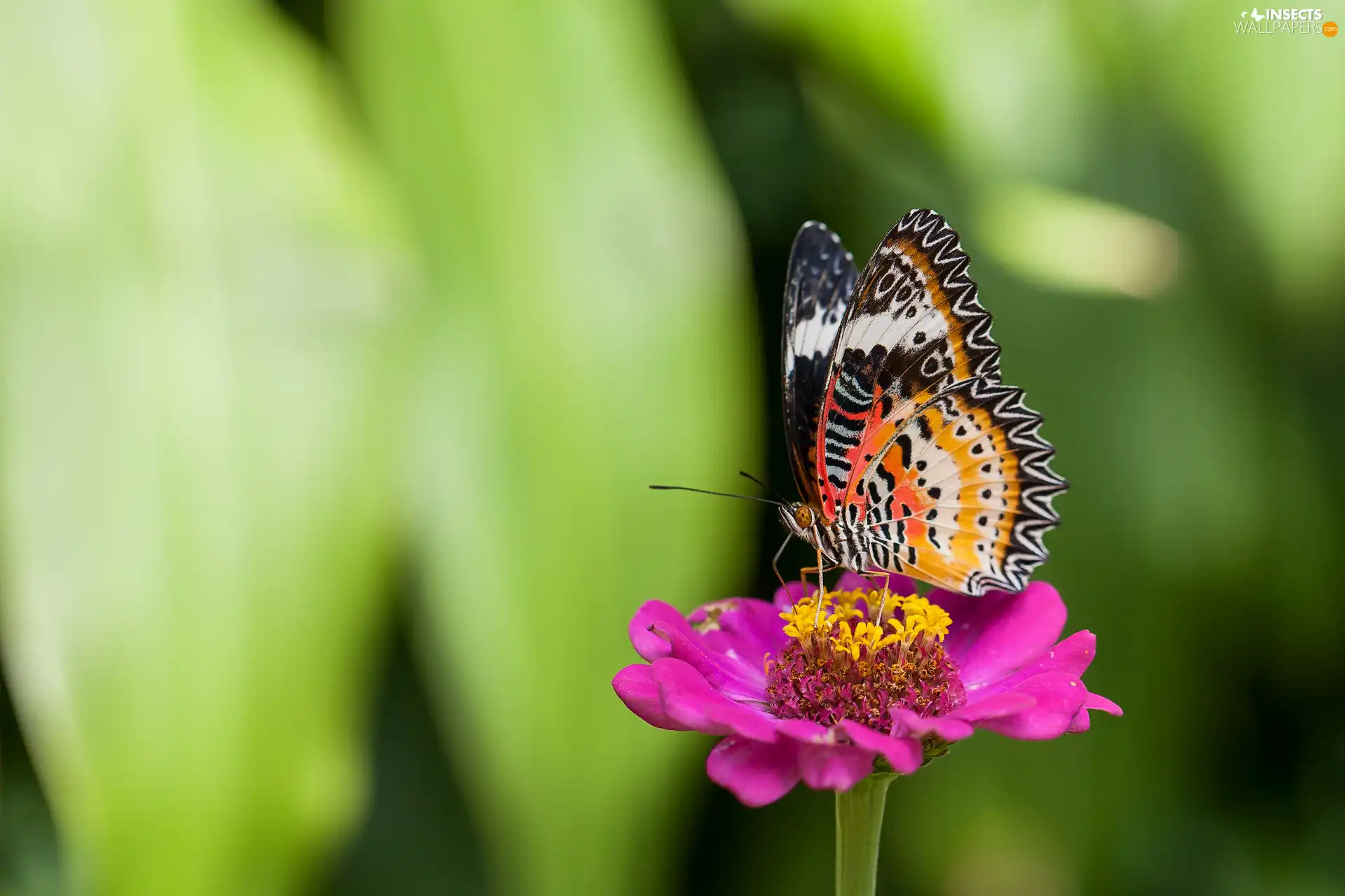 Colourfull Flowers, color, butterfly, zinnia