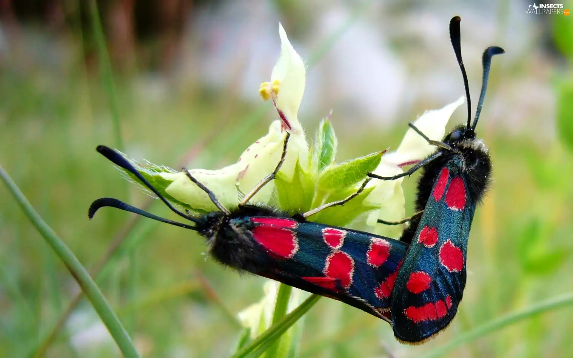 Flowers, butterflies, colors