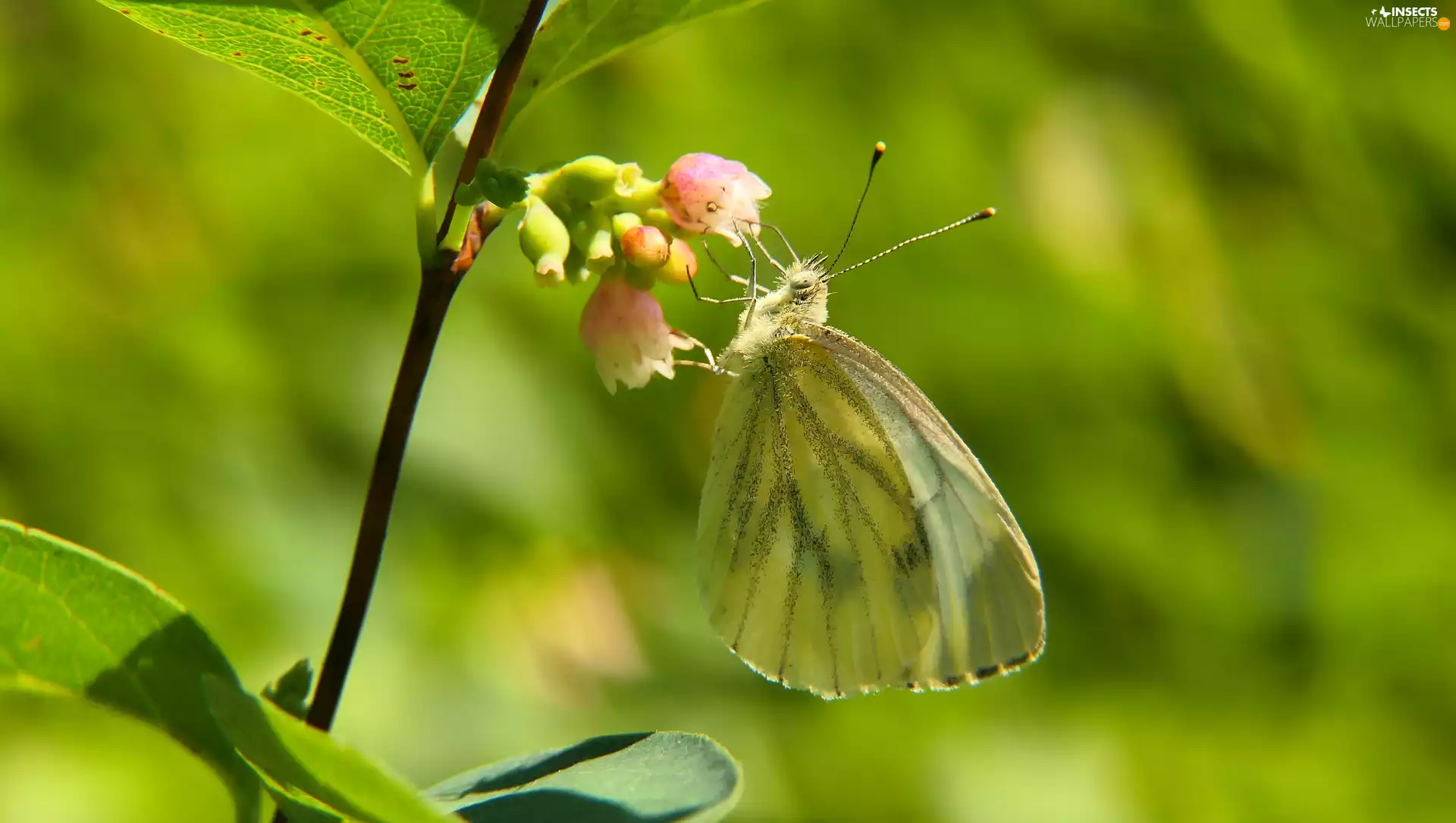 Cabbage Butterfly, Colourfull Flowers, Symphoricarpos Duhamel, butterfly