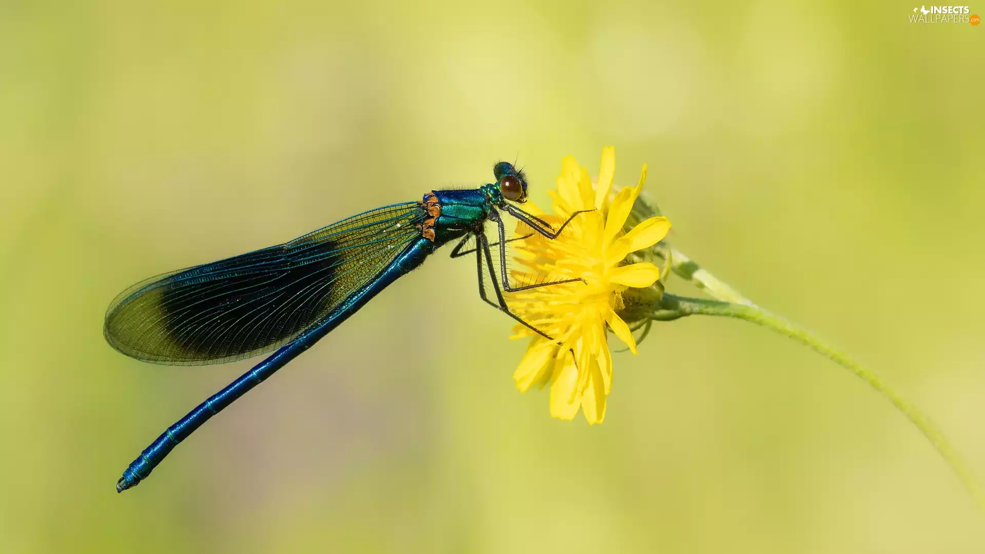 dragon-fly, Colourfull Flowers, Yellow, Banded Demoiselle