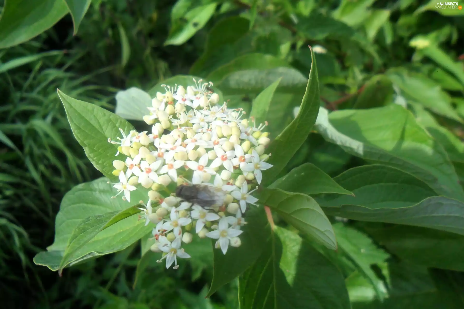 Leaf, fly, Colourfull Flowers, green ones, White
