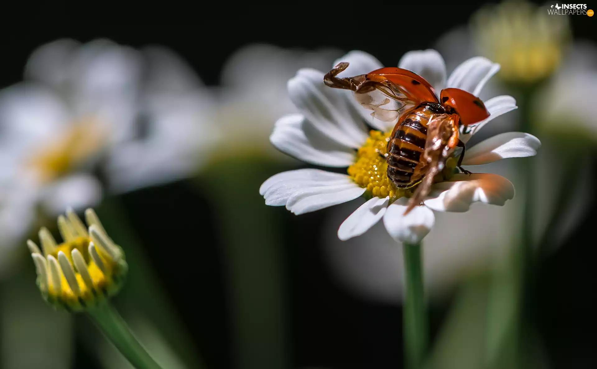 wings, ladybird, Colourfull Flowers, rapprochement, White, spread