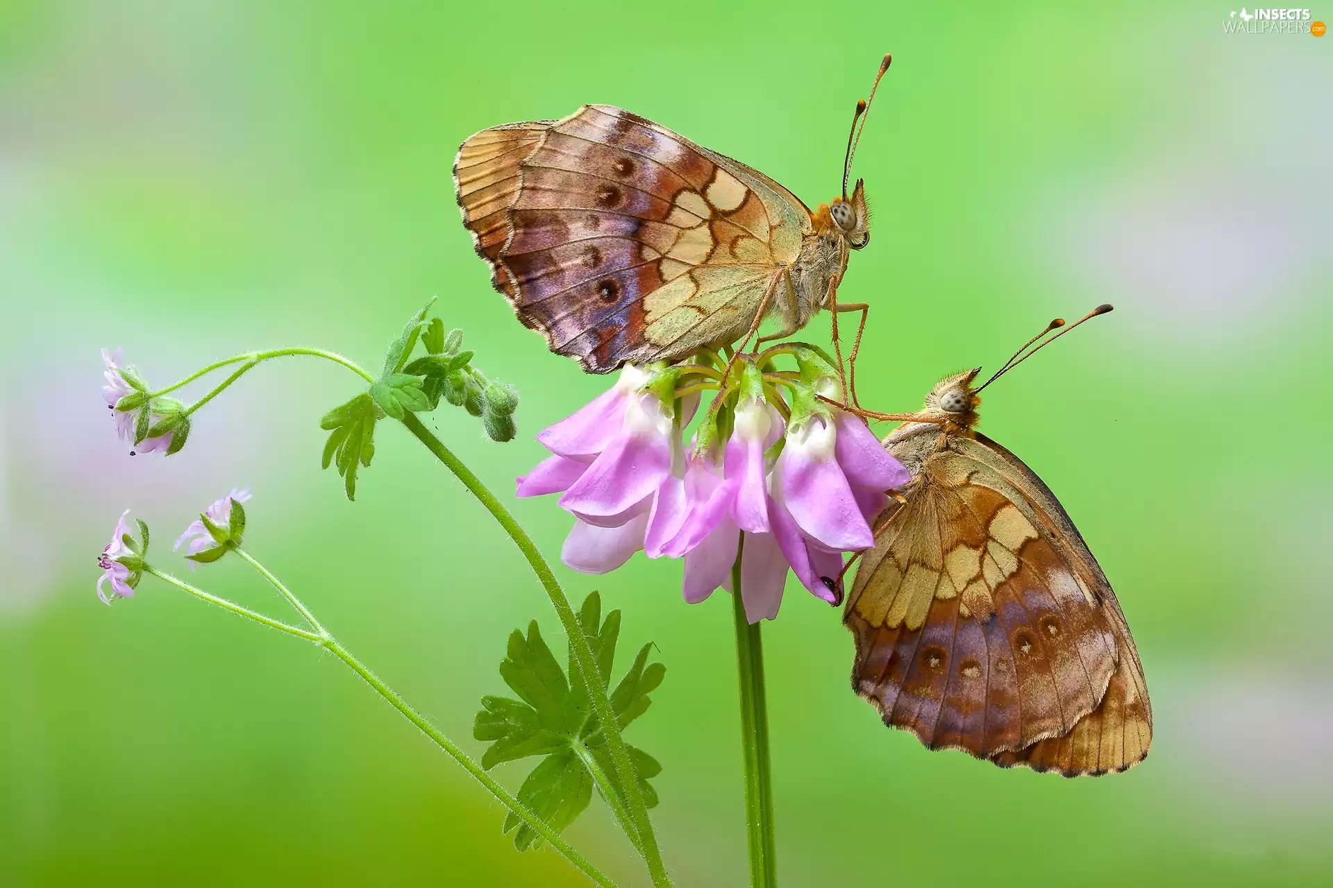 butterflies, Pink, Colourfull Flowers, Lesser Marbled Fritillary