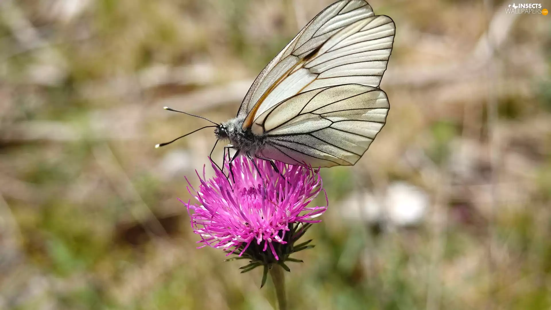 butterfly, Pink, Colourfull Flowers, Black-veined White