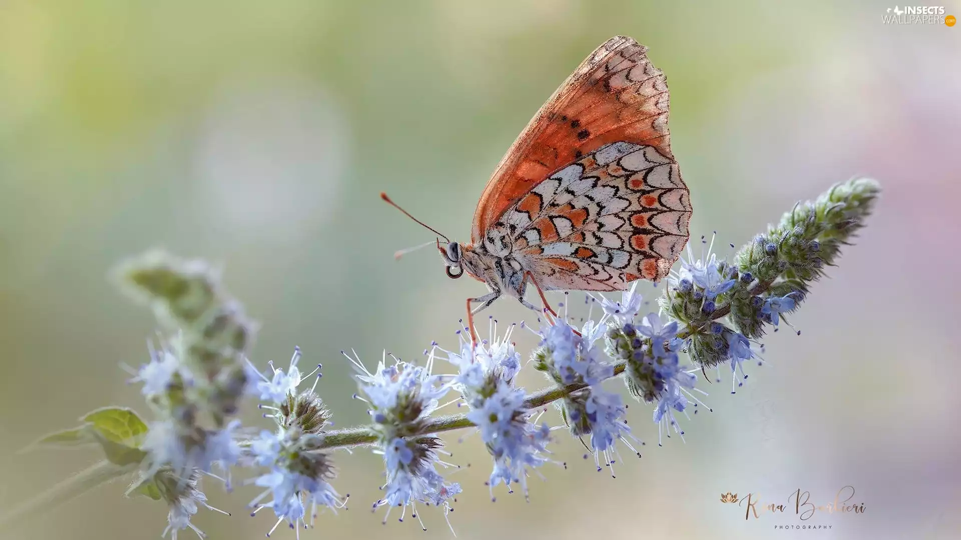 butterfly, plant, Colourfull Flowers, Red-Band Fritillary