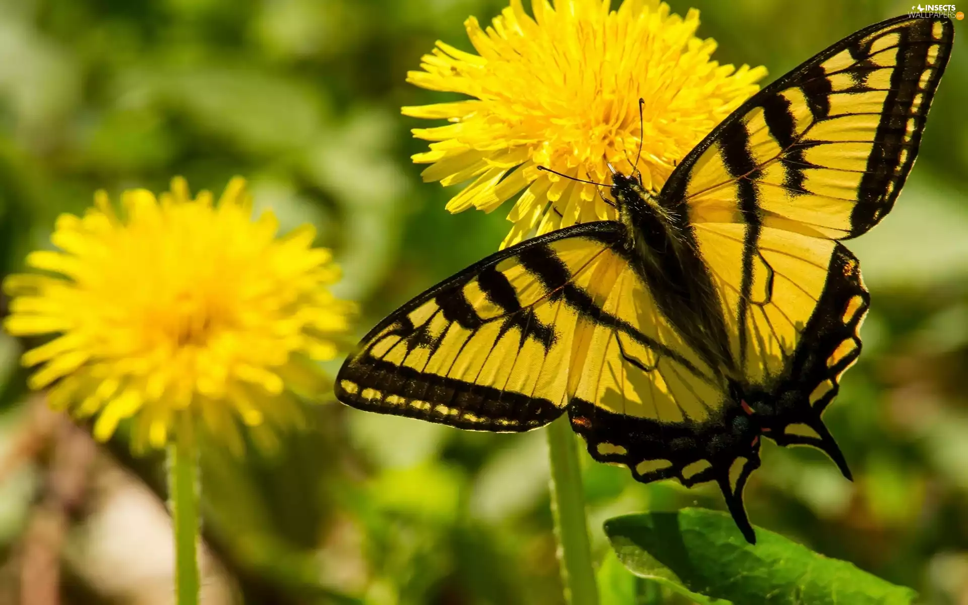 Yellow, Flowers, Common Dandelion, butterfly