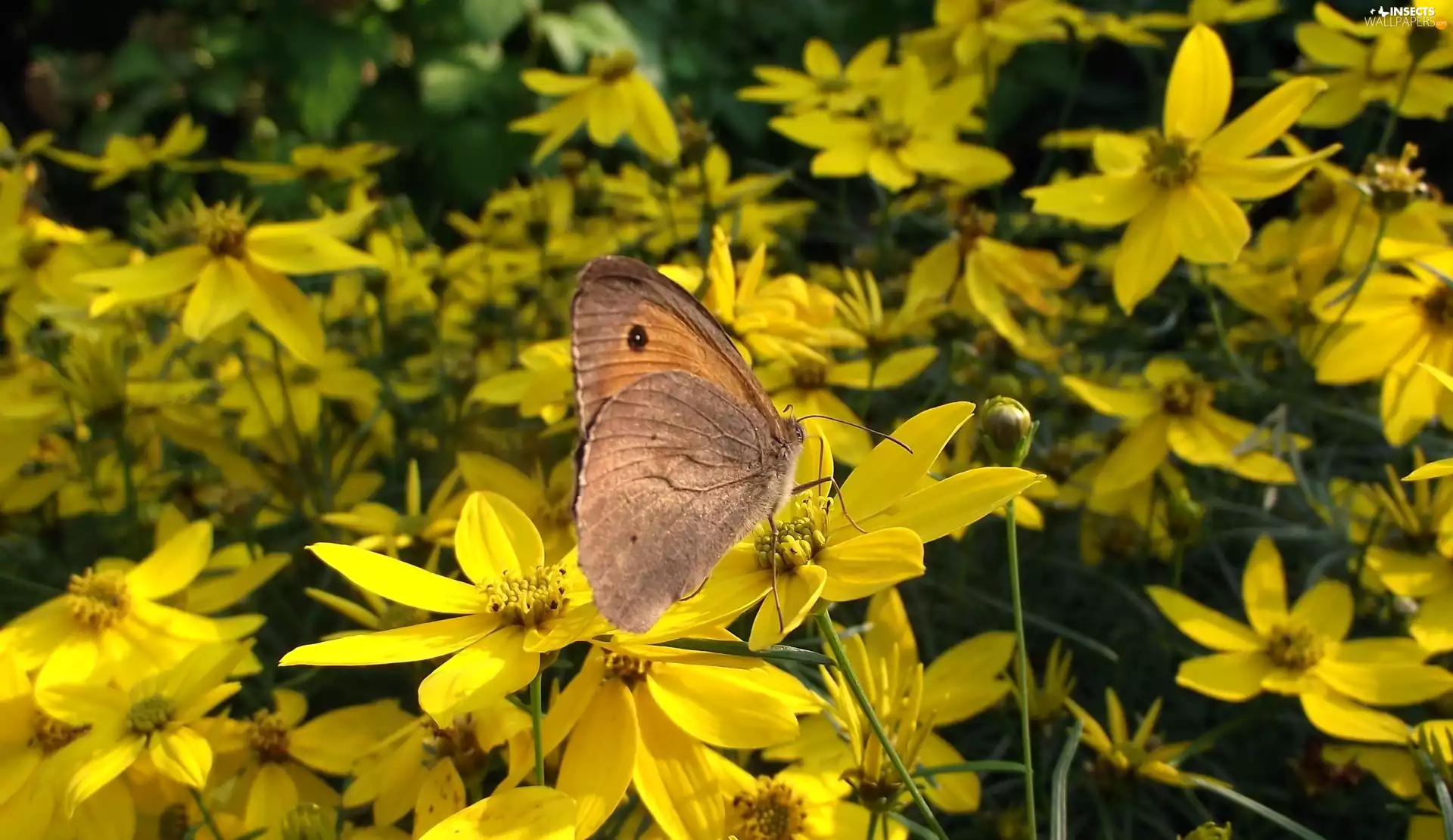 Coreopsis Verticillata, butterfly, Flowers