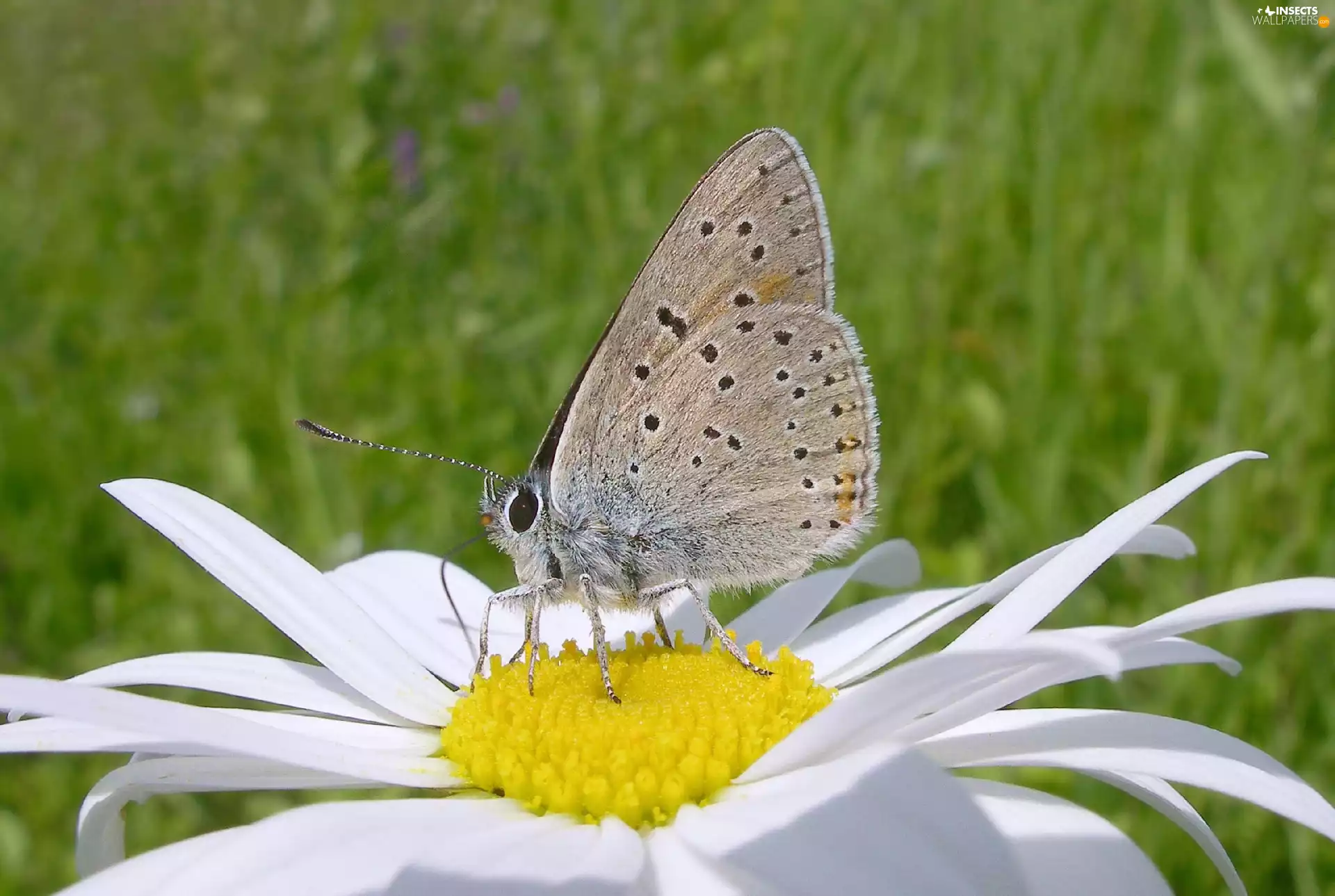 Daisy, butterfly, Colourfull Flowers