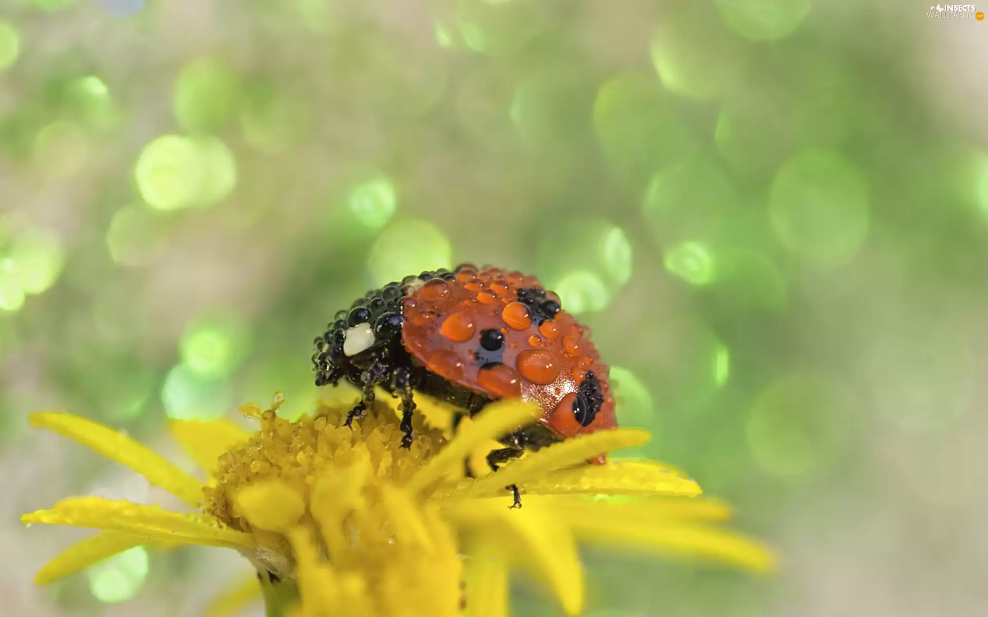 dew, ladybird, Colourfull Flowers