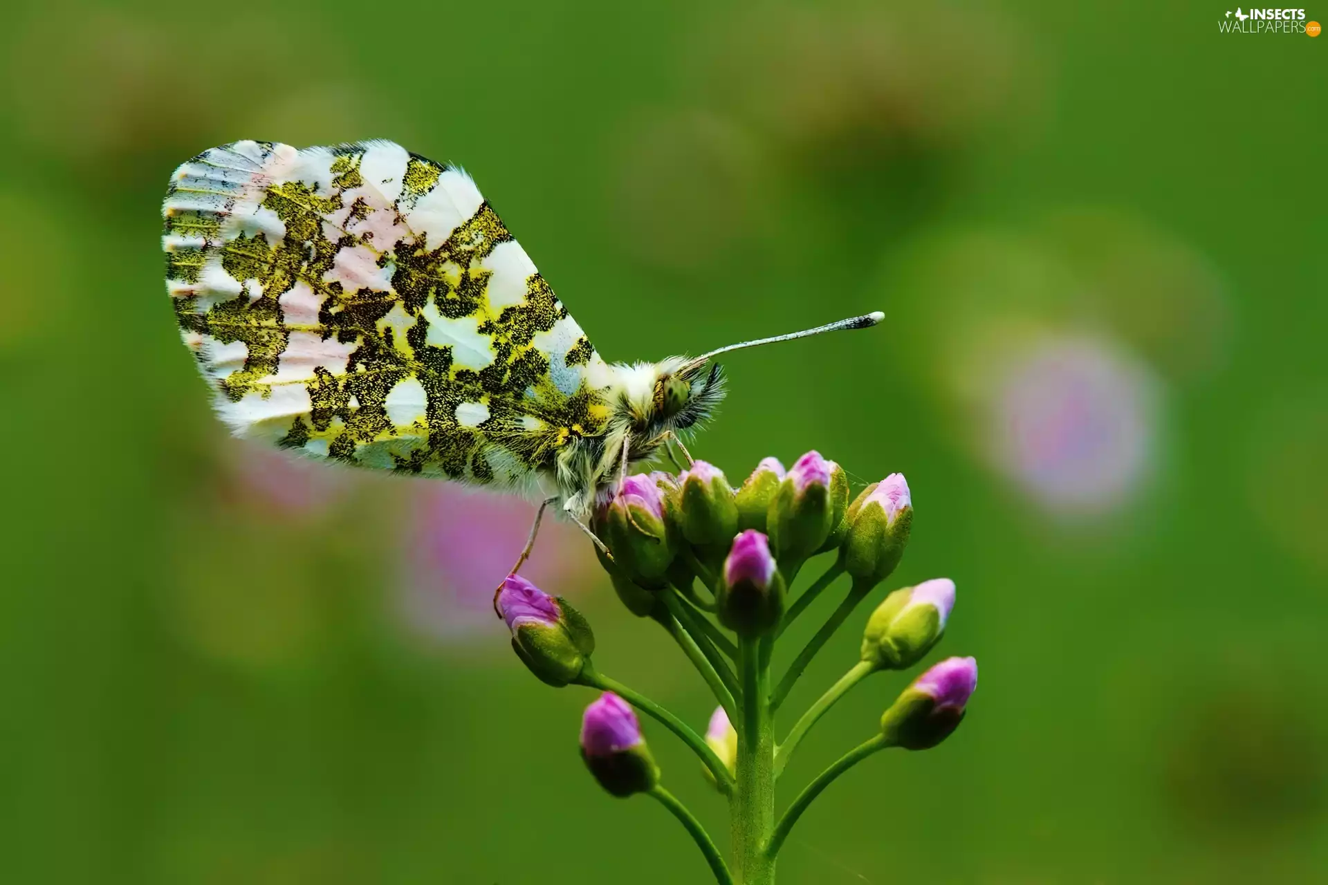 donuts, butterfly, Colourfull Flowers
