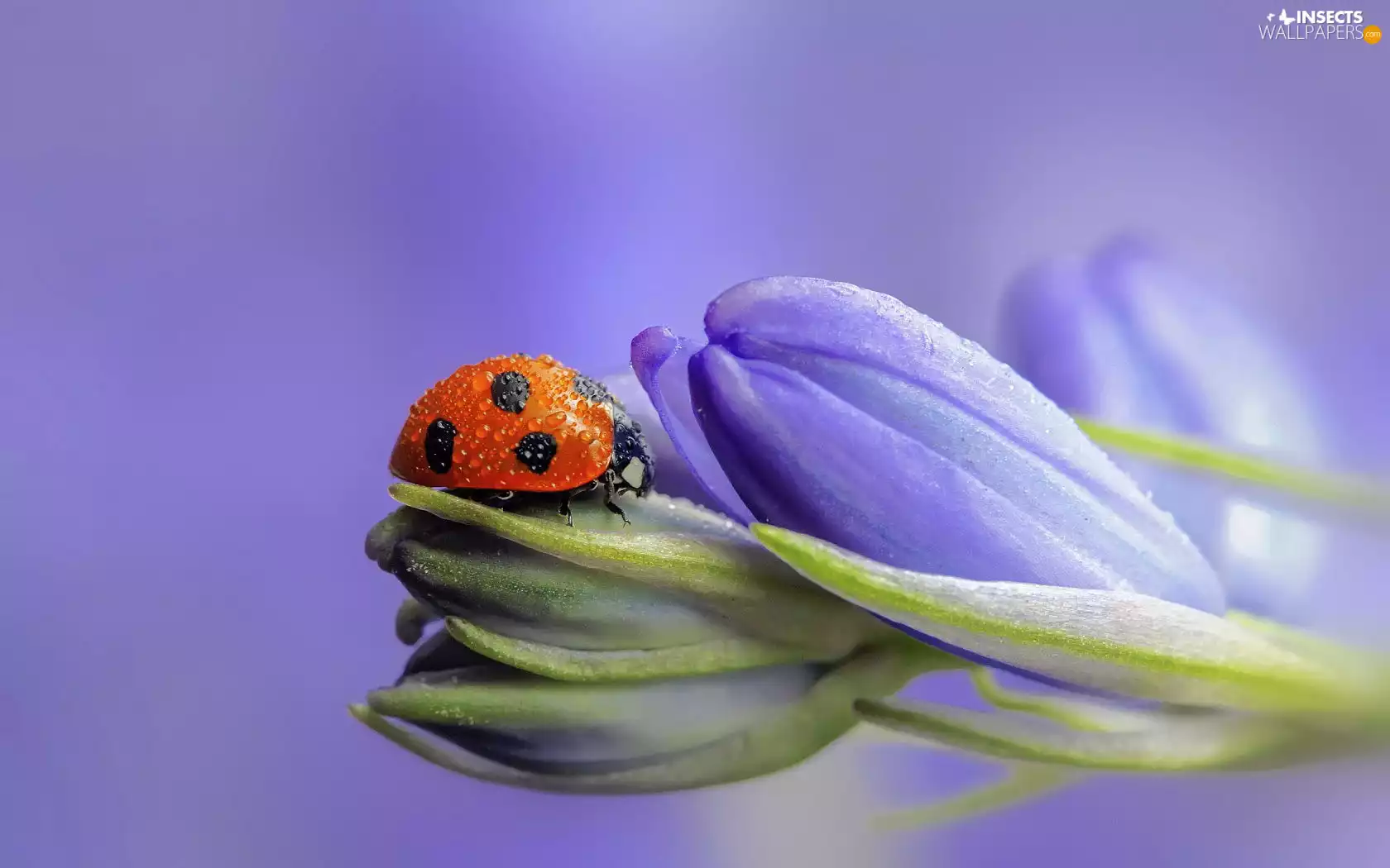 donuts, ladybird, Colourfull Flowers