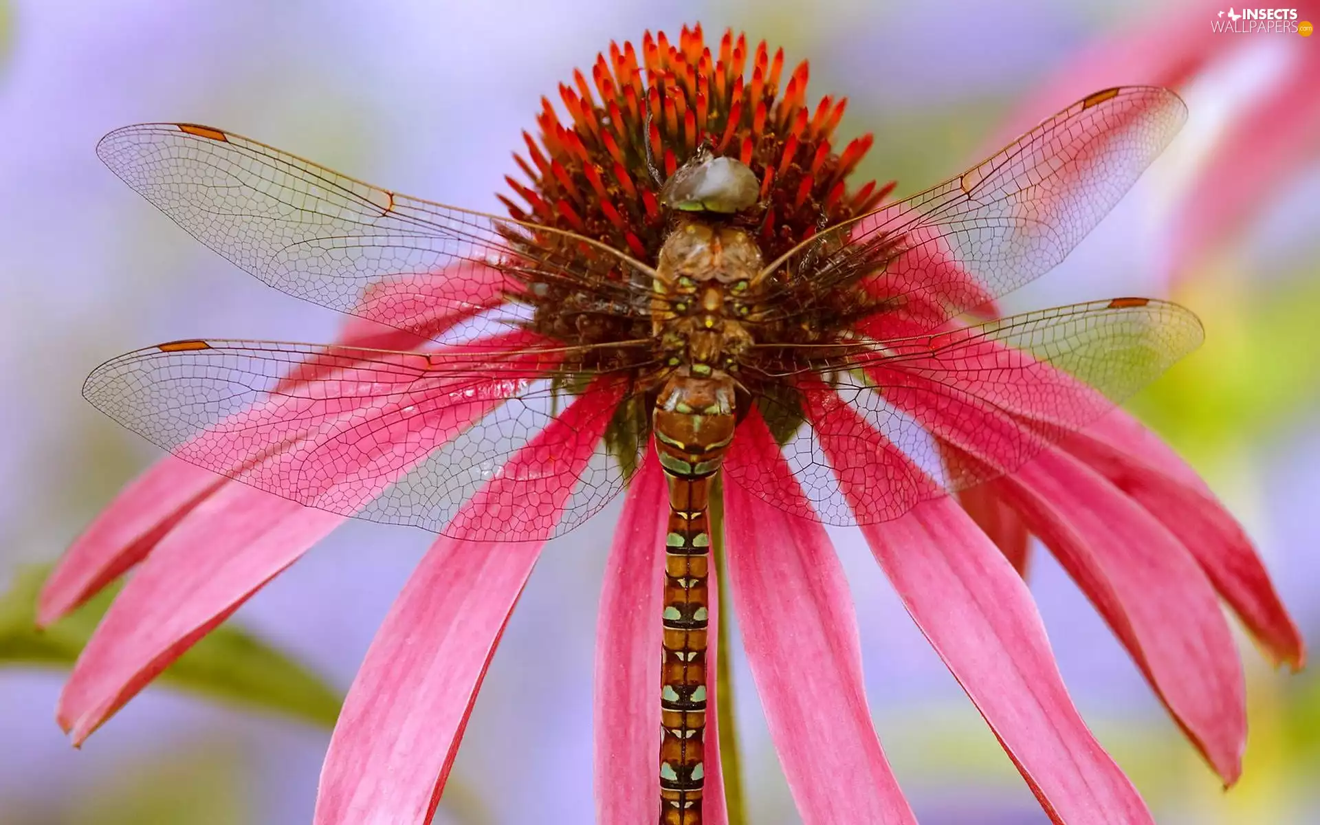 dragon-fly, Colourfull Flowers