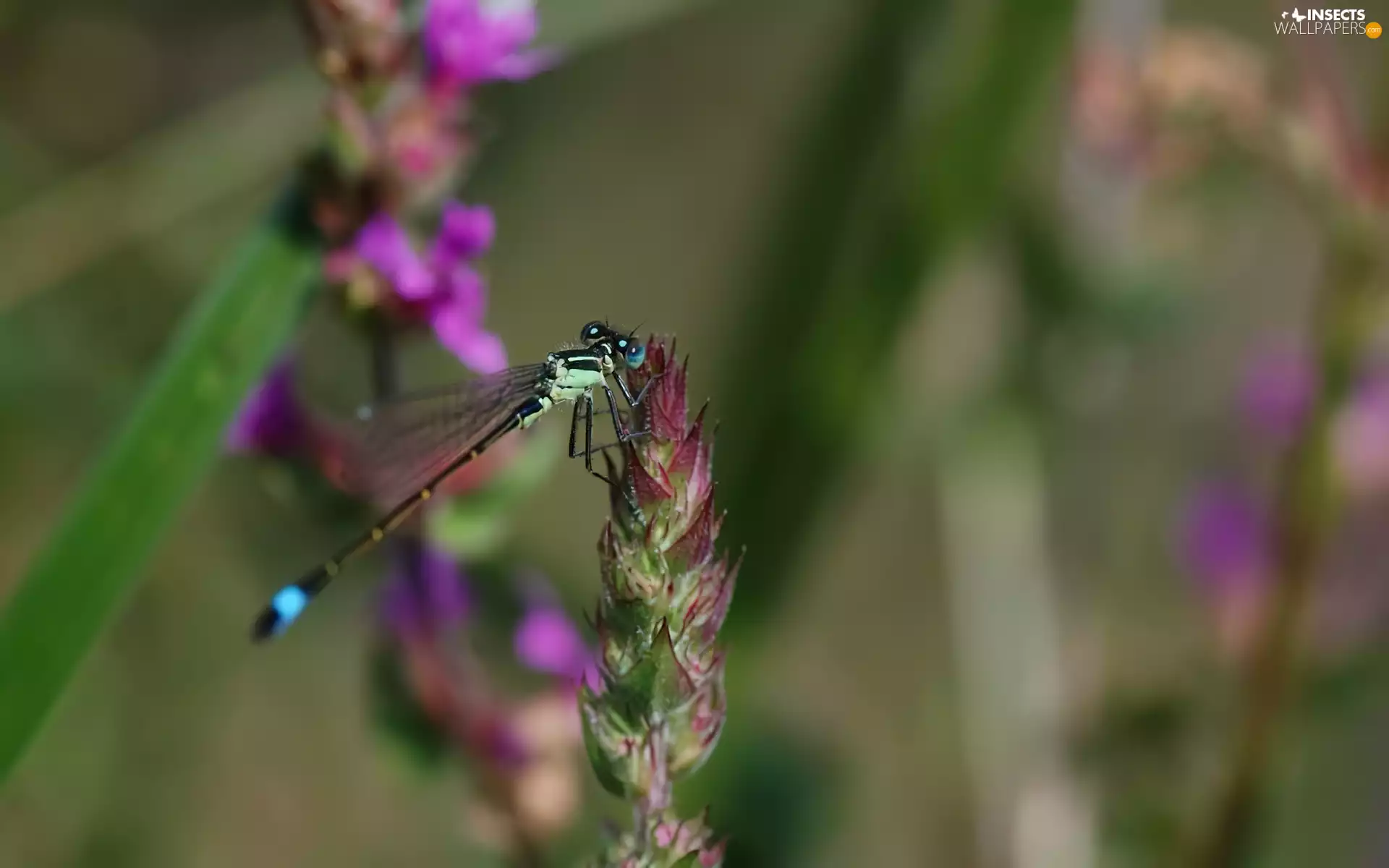 dragon-fly, Colourfull Flowers