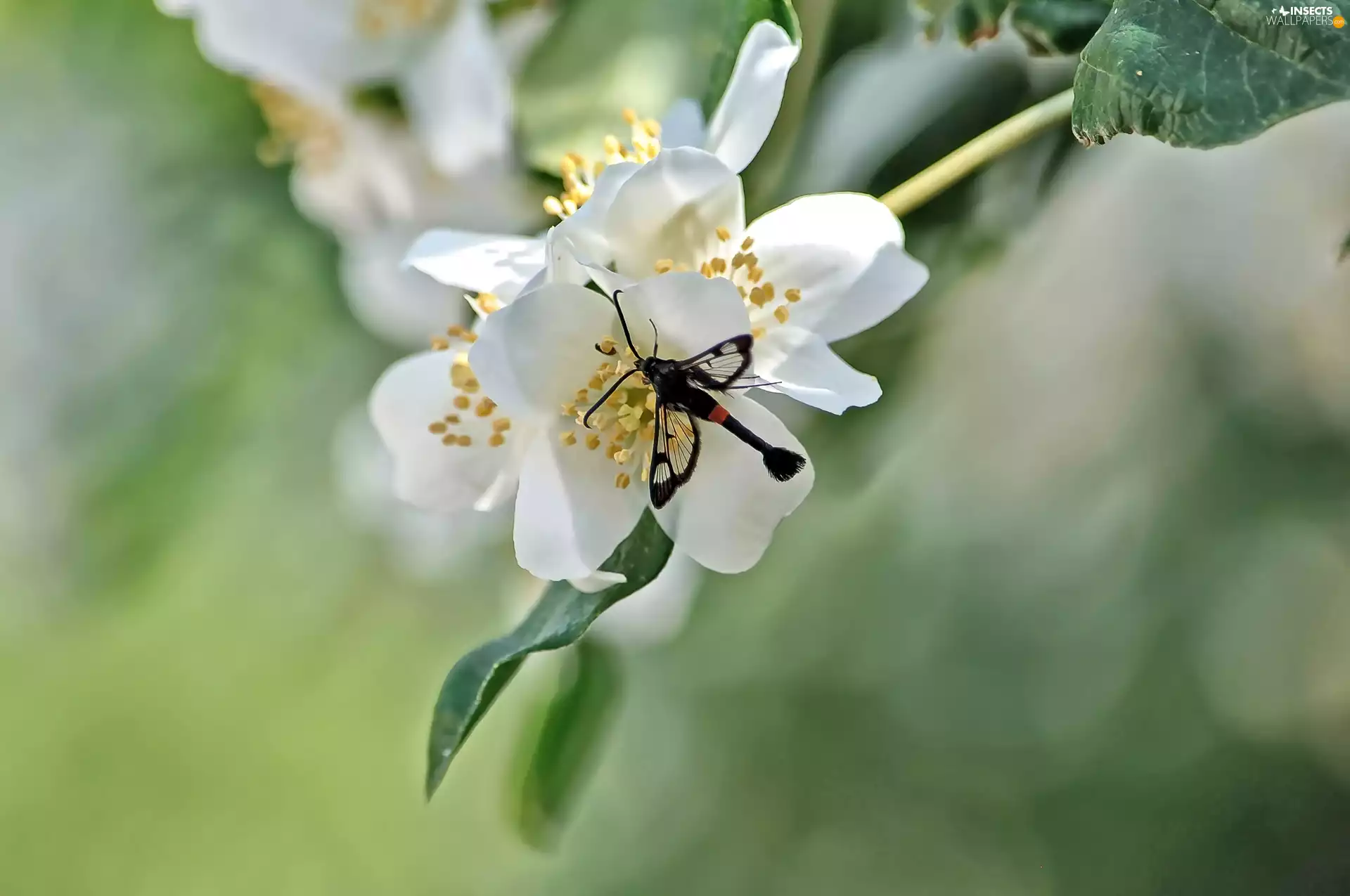 dragon-fly, White, Flowers