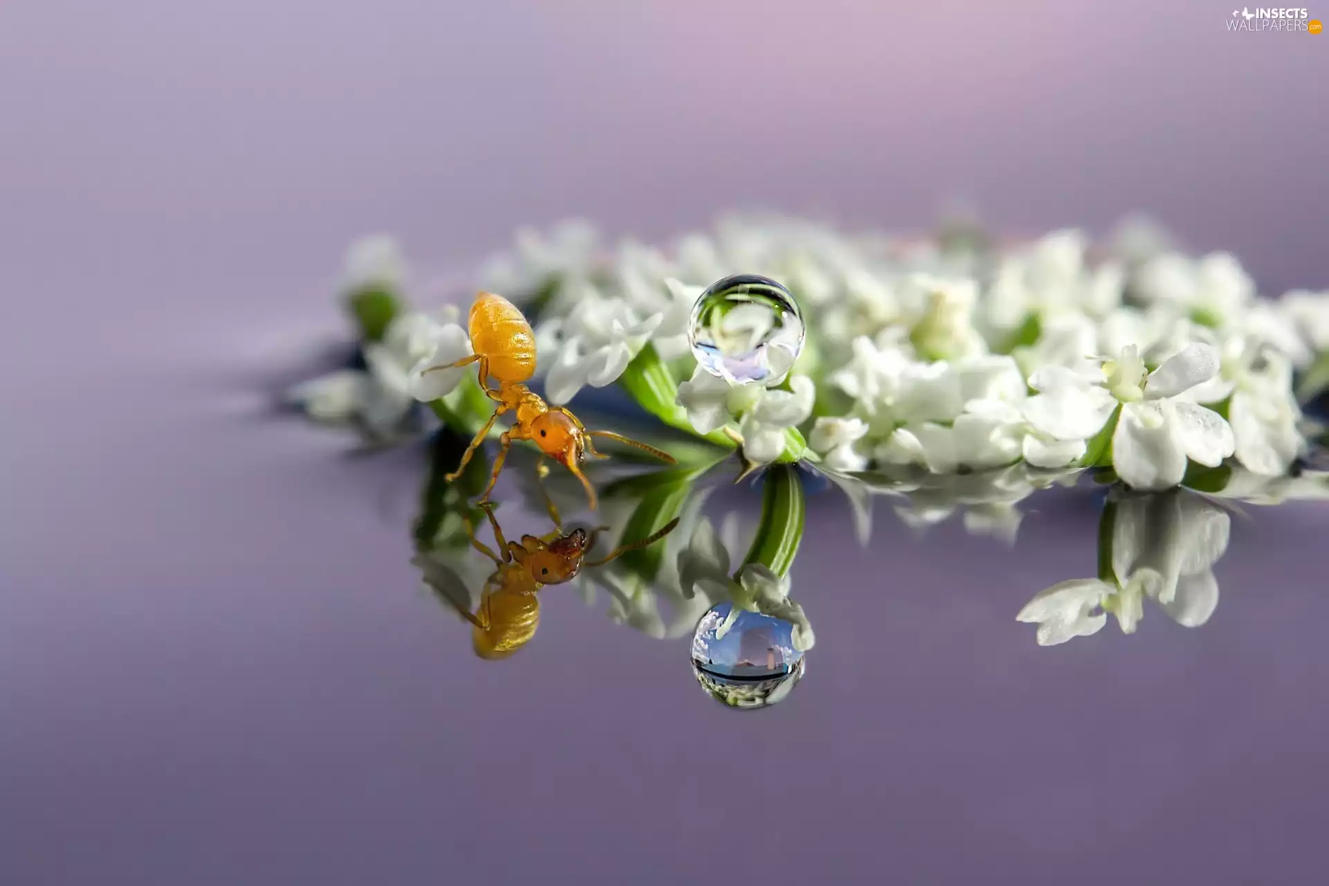 Flowers, ant, drops