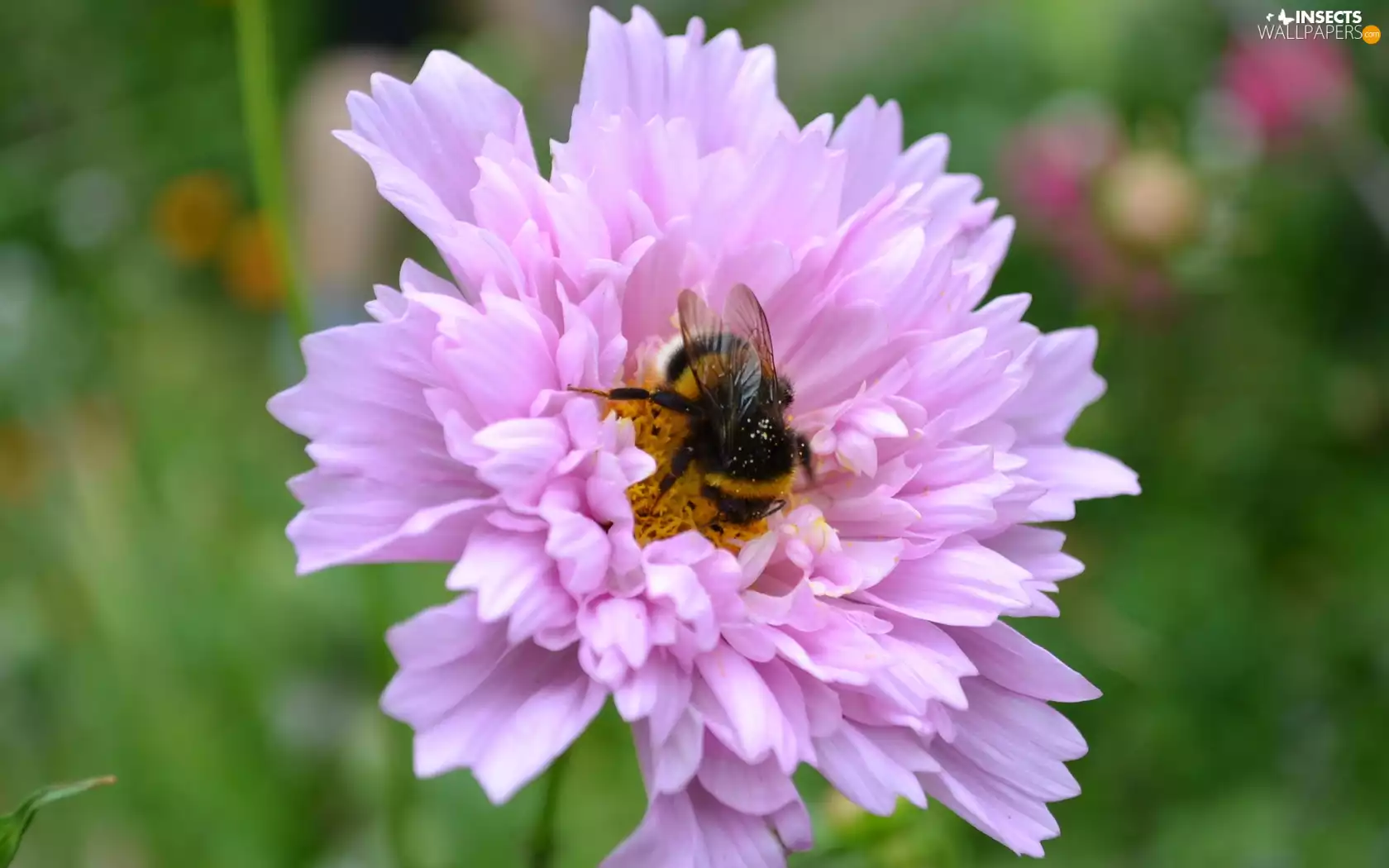 dumbledor, Pink, Colourfull Flowers