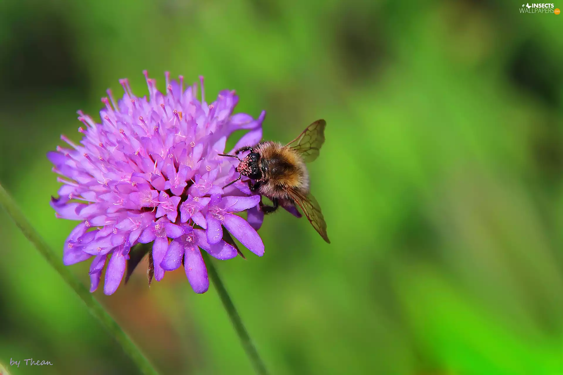 dumbledor, Violet, Colourfull Flowers