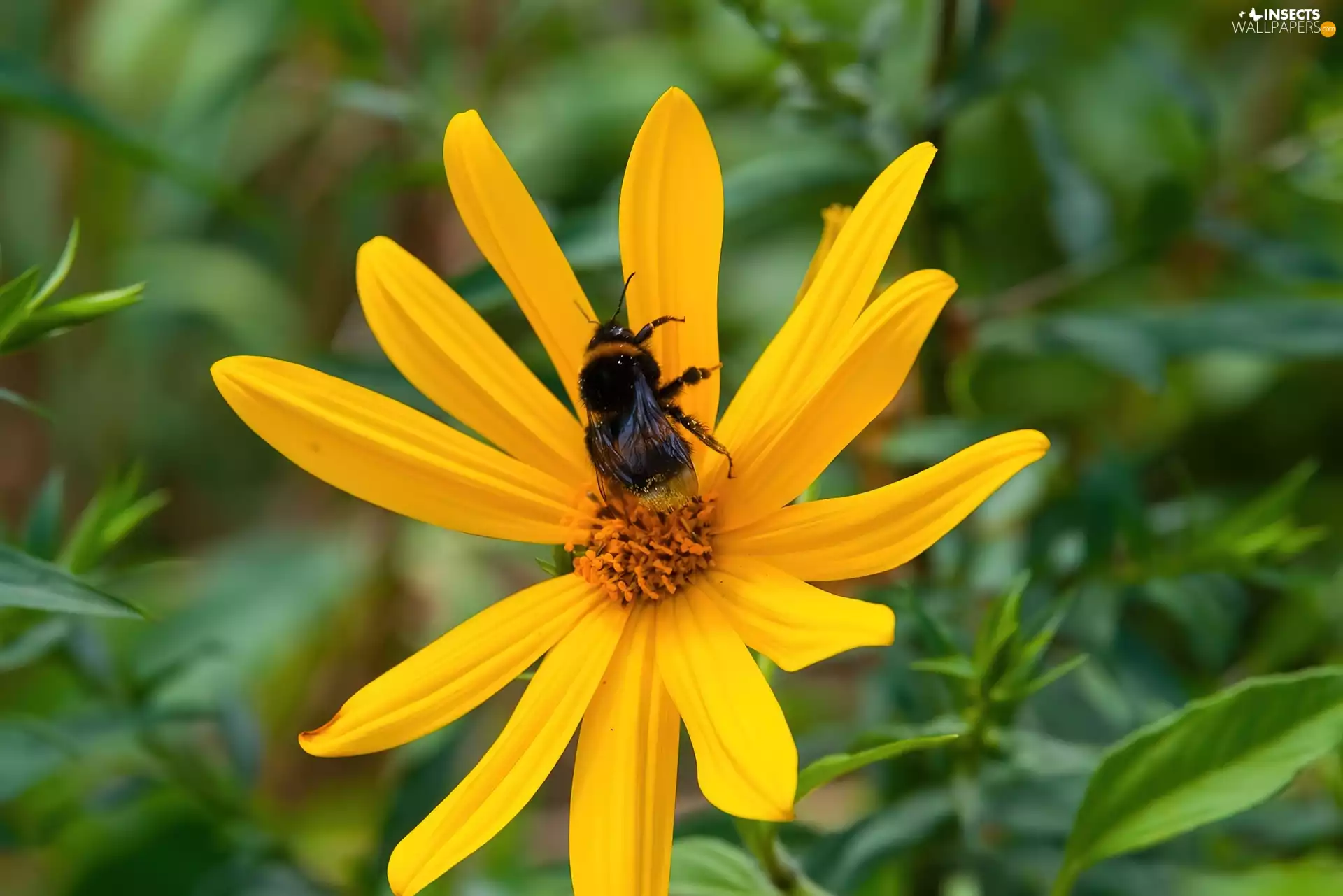 dumbledor, Yellow, Colourfull Flowers