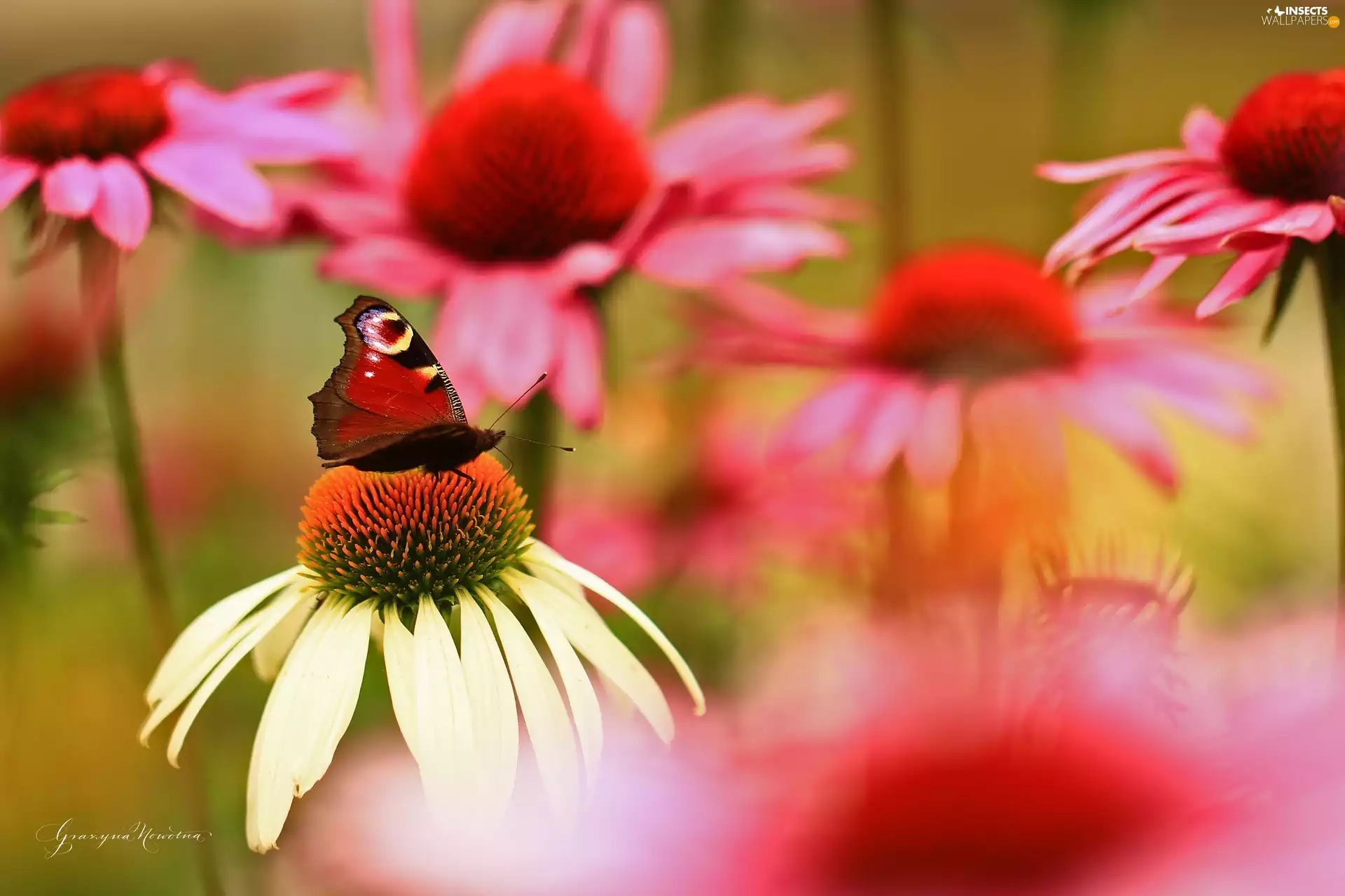 echinacea, butterfly, Peacock, Flowers