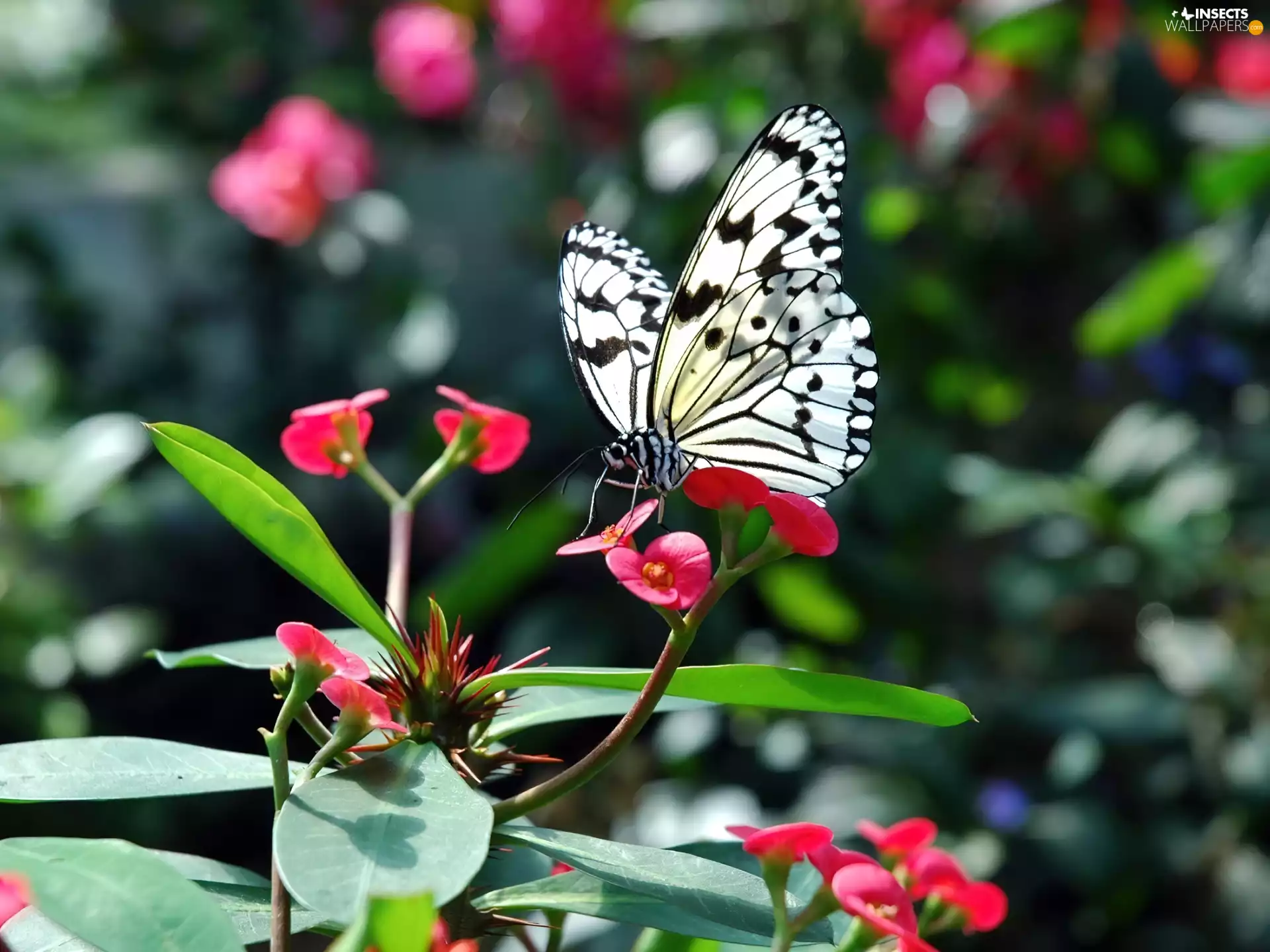 White, butterfly, Colourfull Flowers, black, exotic