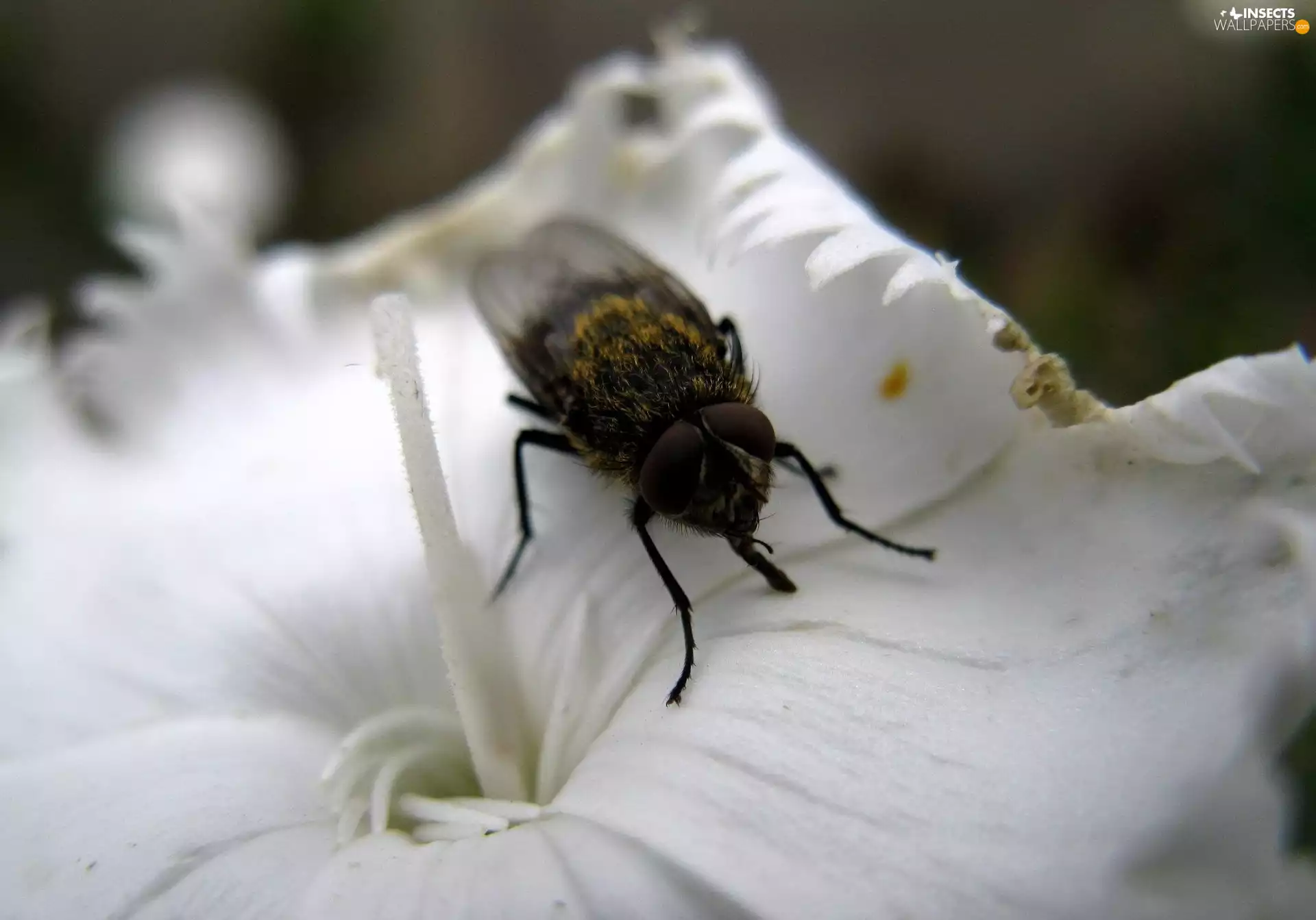 fly, White, Colourfull Flowers