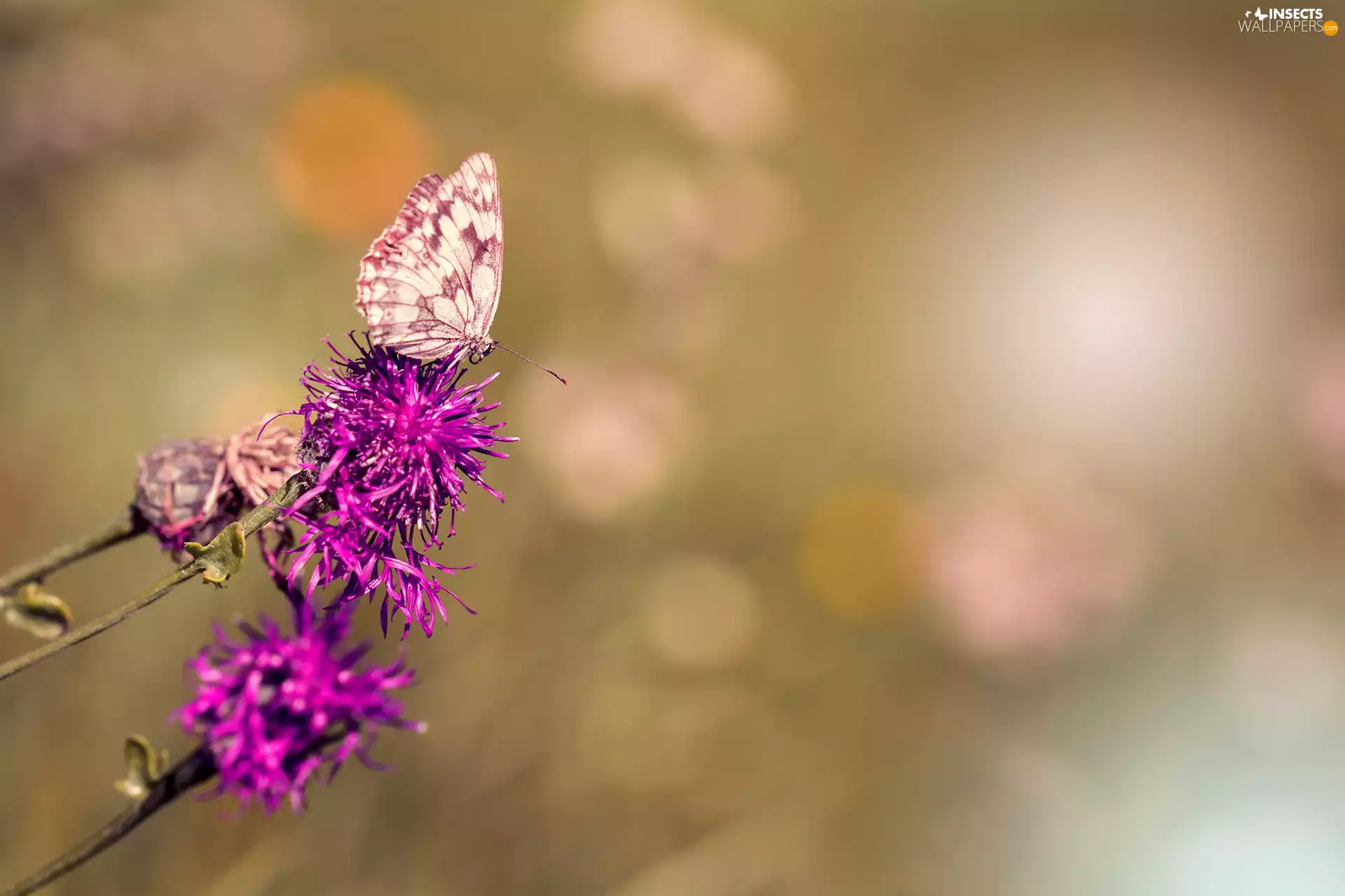 Colourfull Flowers, fuzzy, background, butterfly