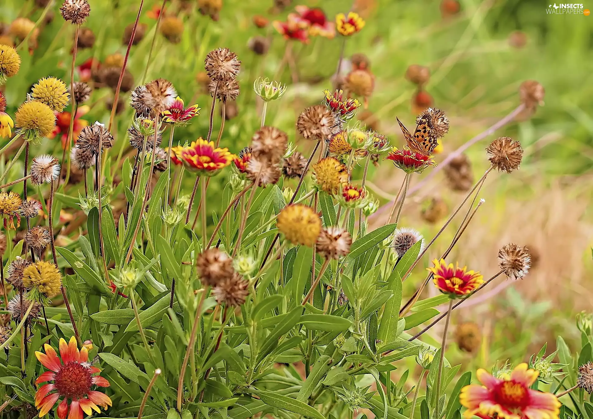gaillardia aristata, Meadow, Flowers