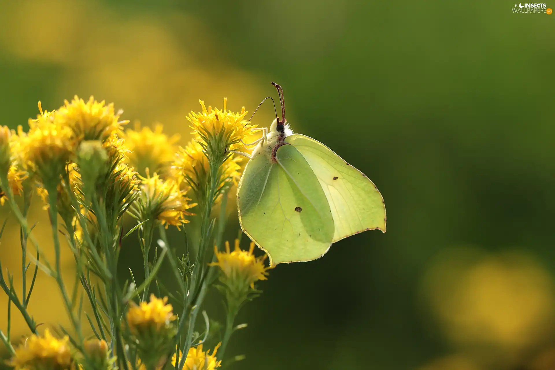 butterfly, Insect, Flowers, Gonepteryx rhamni