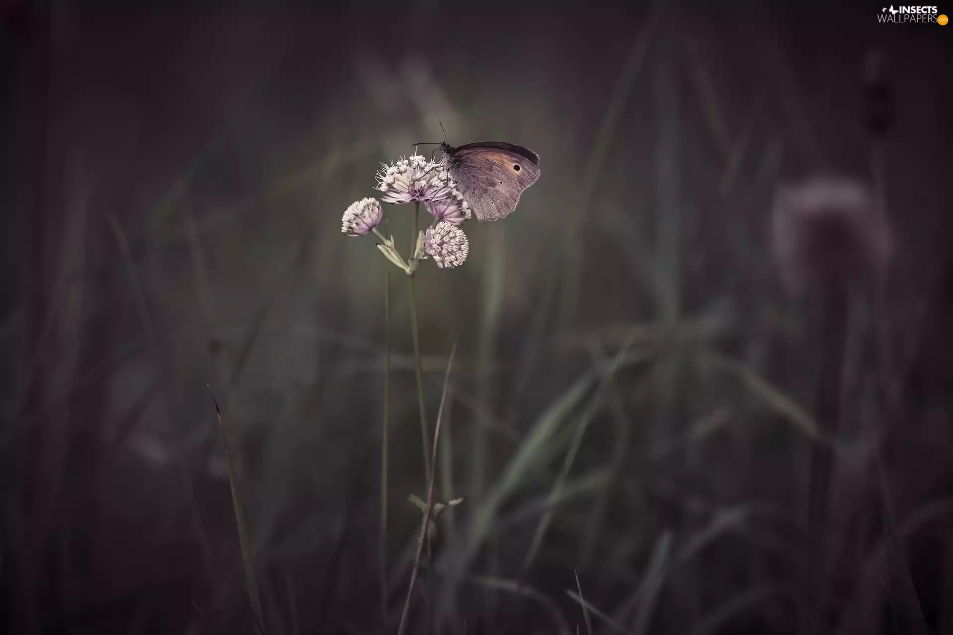 grass, butterfly, Colourfull Flowers