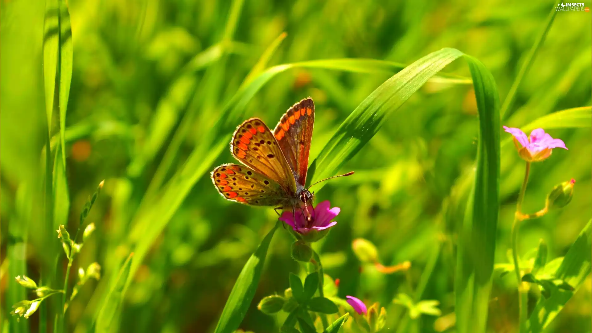 butterfly, Flowers, grass, Dusky Icarus