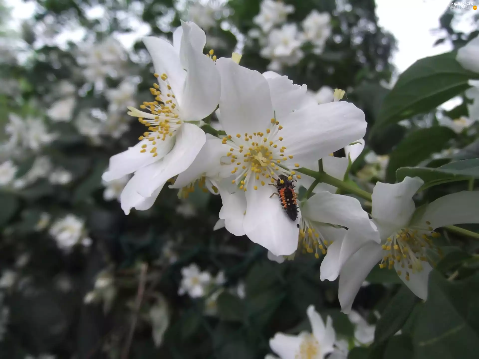 Colourfull Flowers, Grub, ladybugs, preying
